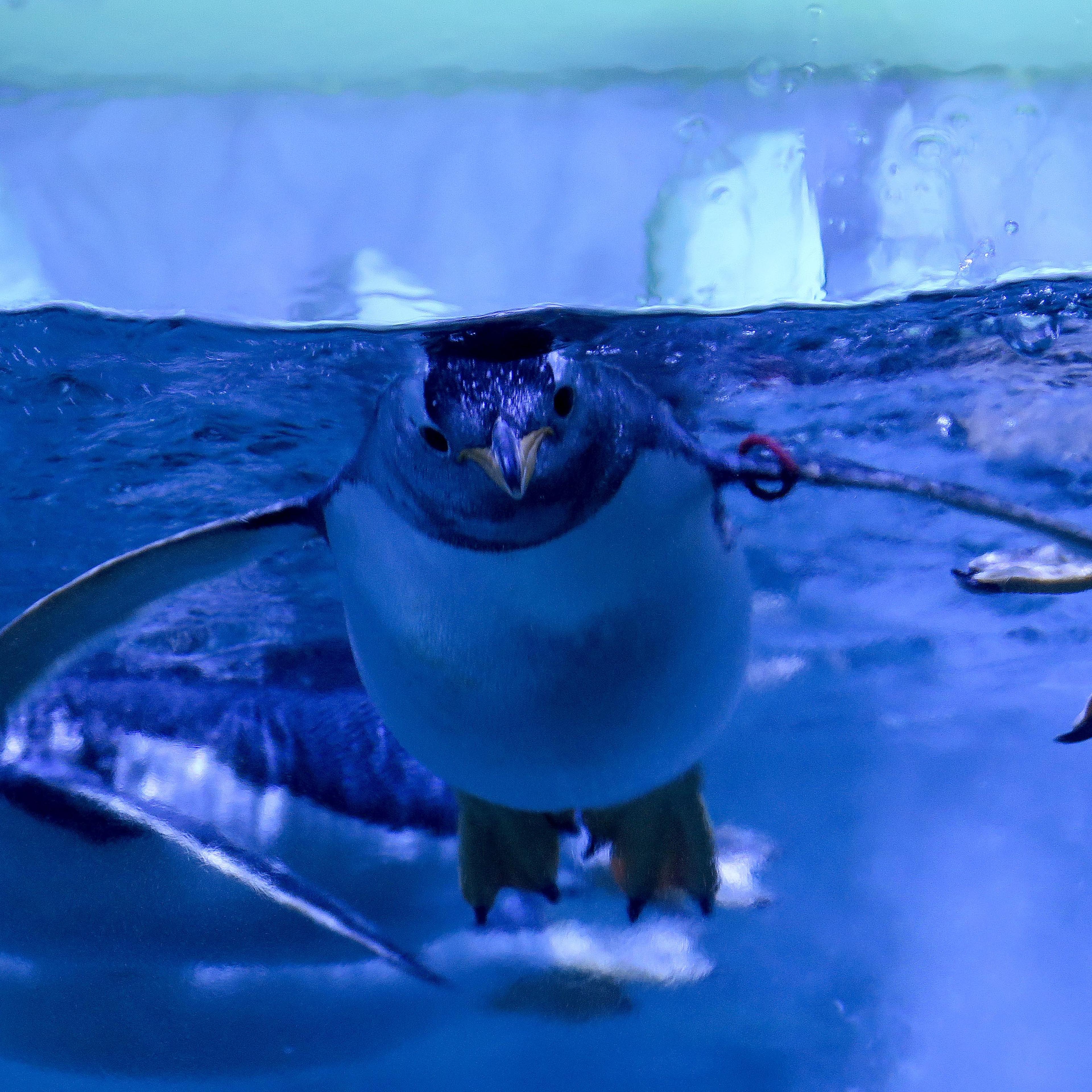 Gentoo penguins at Istanbul Aquarium