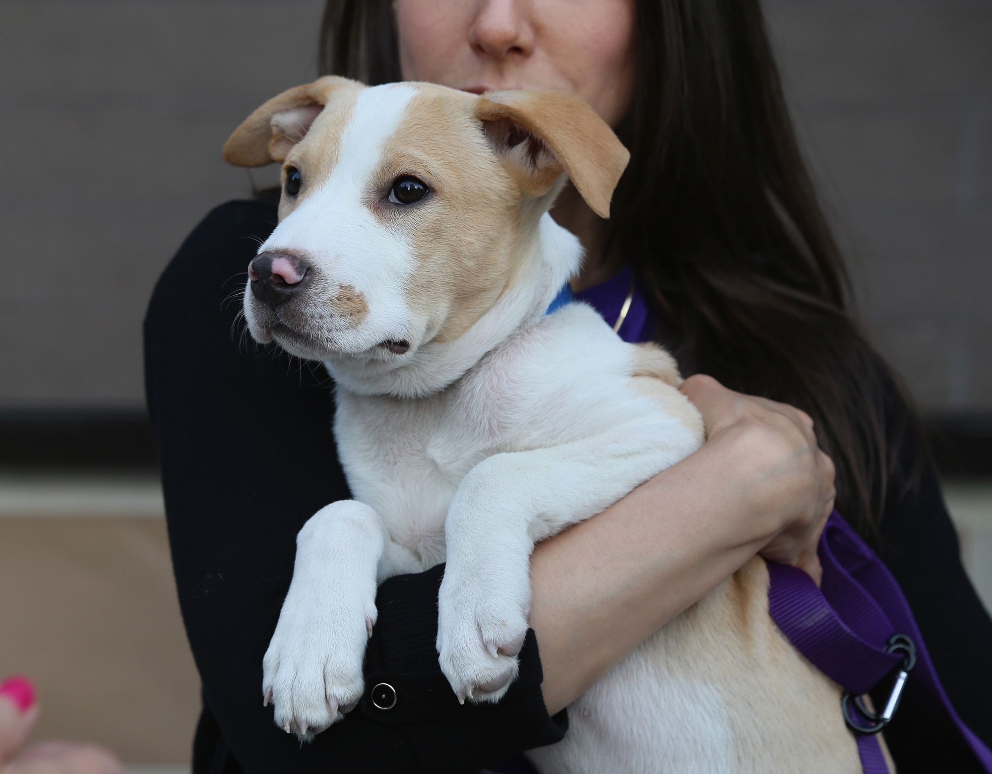 Animal Haven: Shelter Opening Celebration