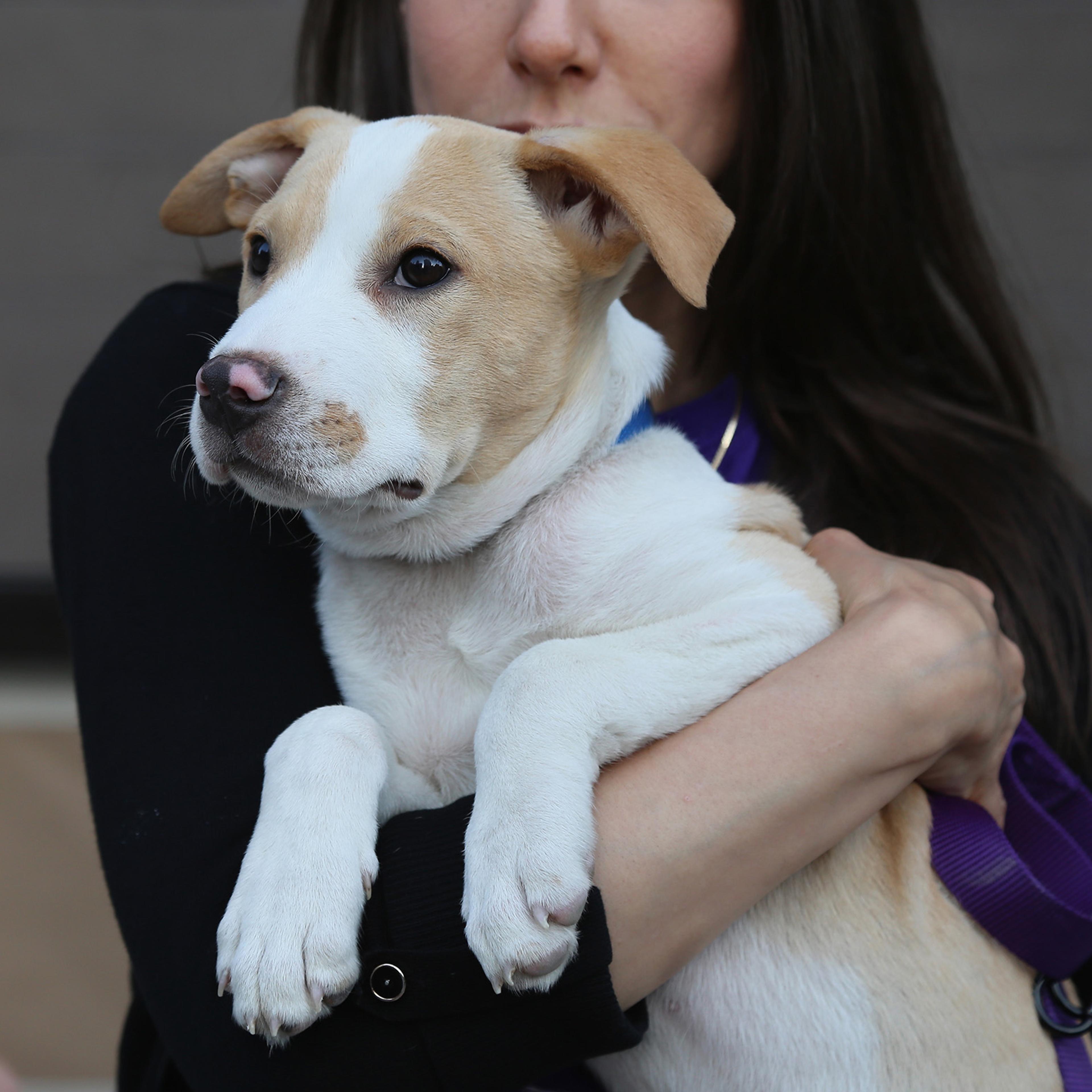 Animal Haven: Shelter Opening Celebration