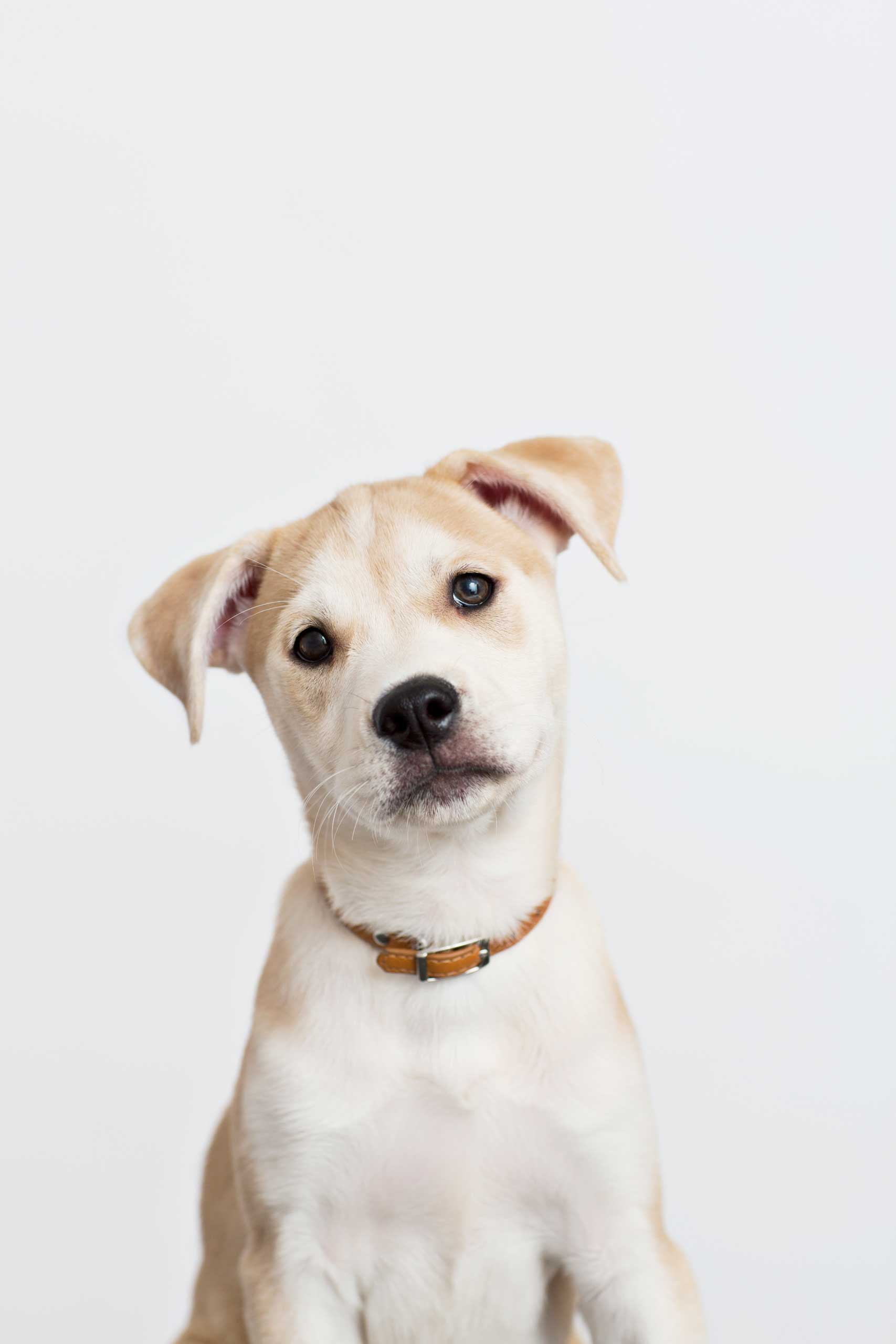 Puppy Dog
