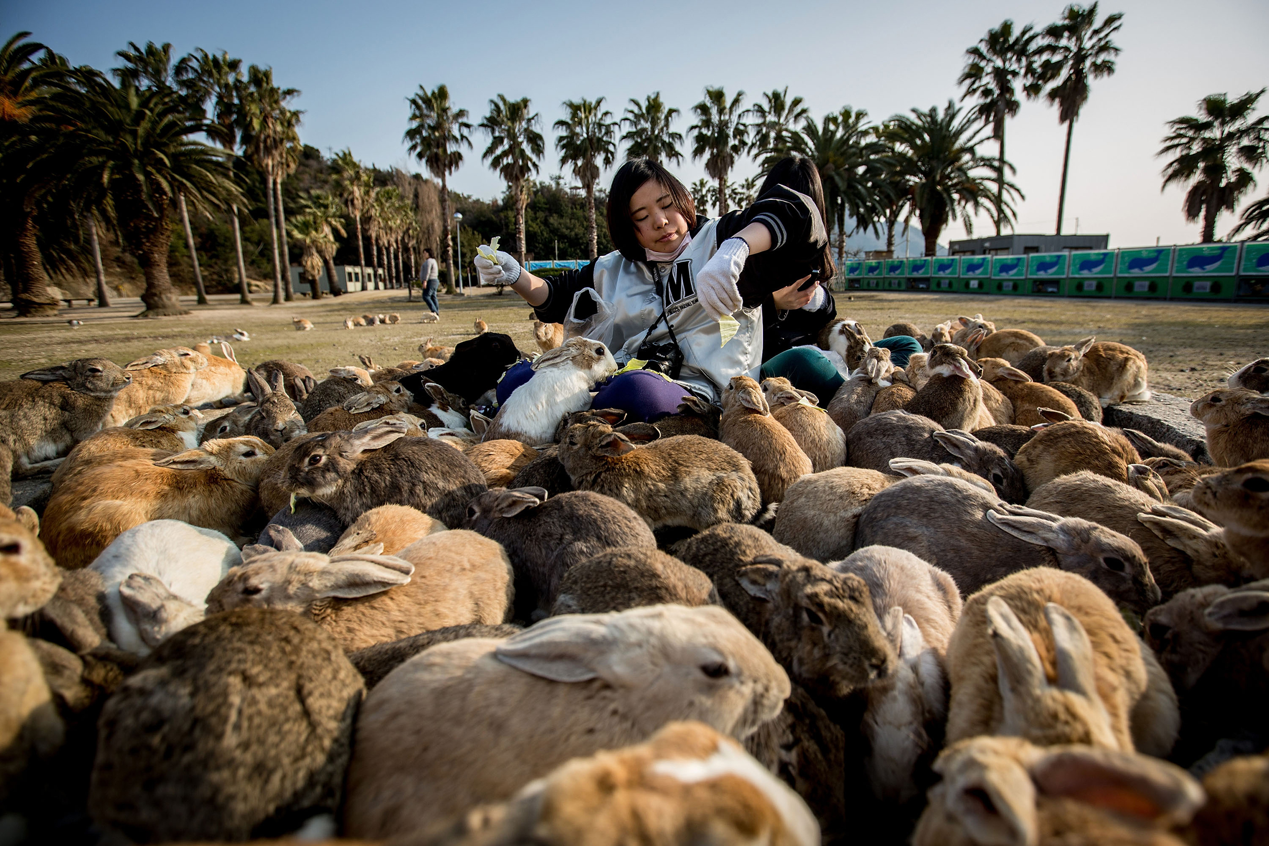 Bunnies Attract Tourists To A Japanese Islet Okunoshima