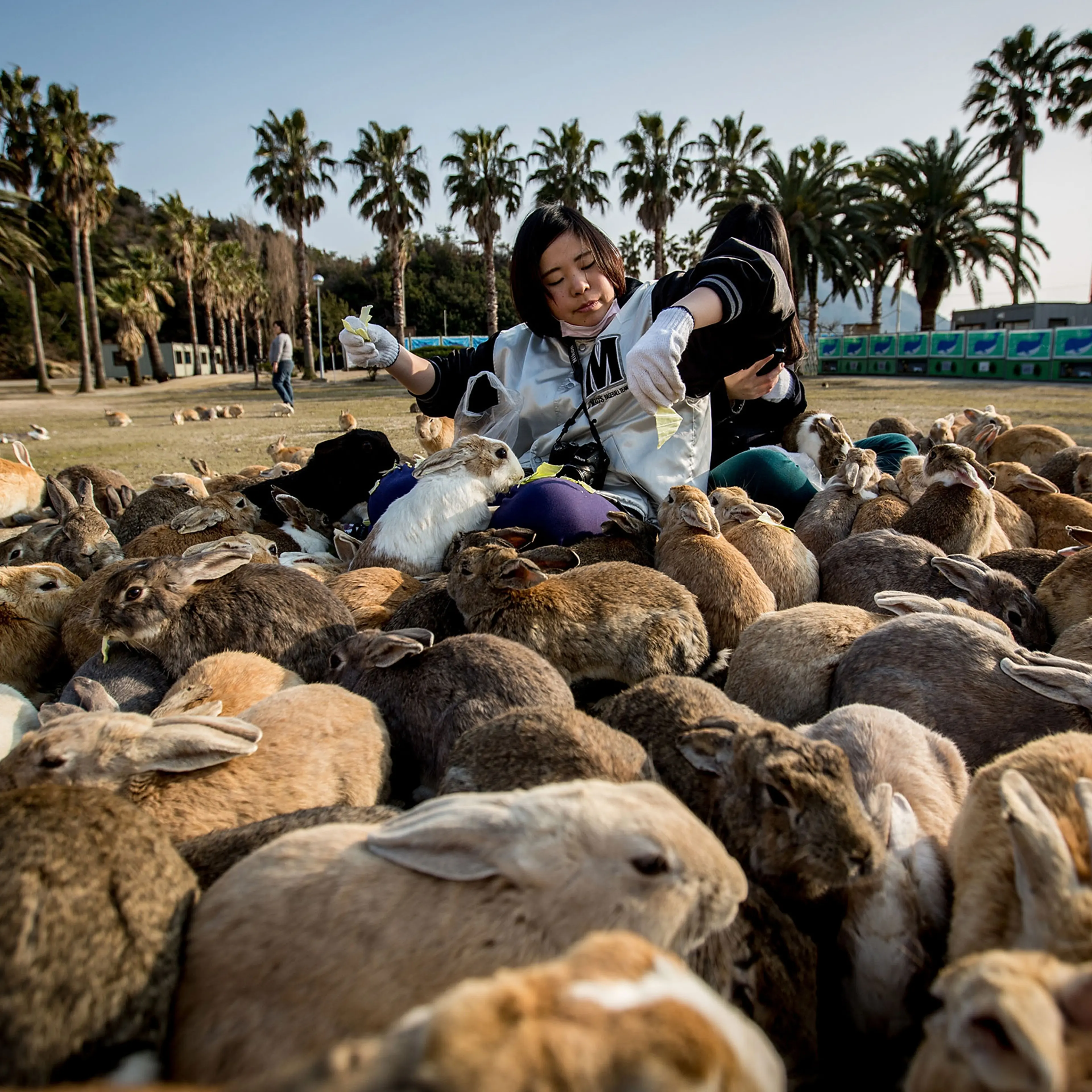 Bunnies Attract Tourists To A Japanese Islet Okunoshima