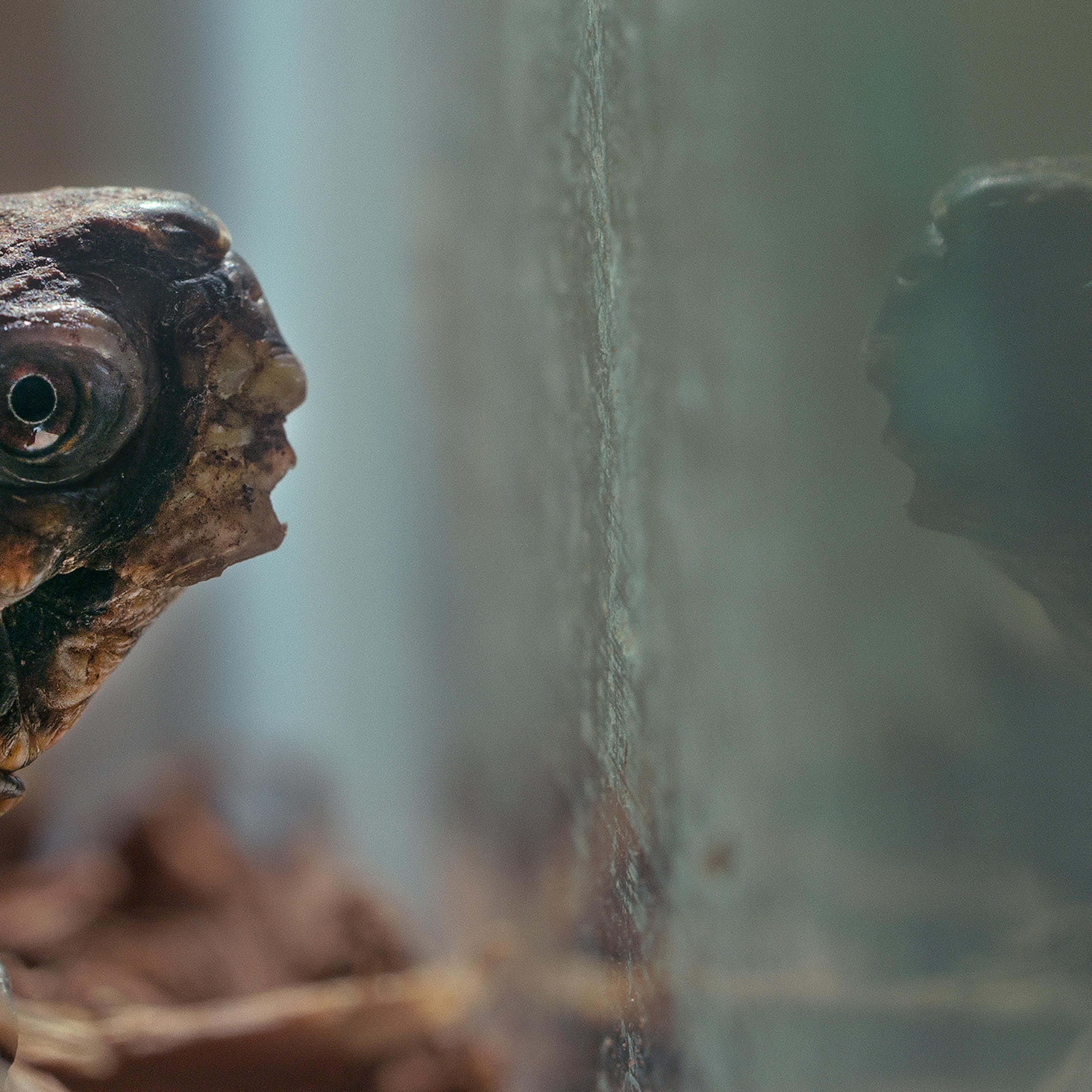 Snowy the turtle is the star of a short film by Alex Wolf Lewis and Kaitlyn Schwalje