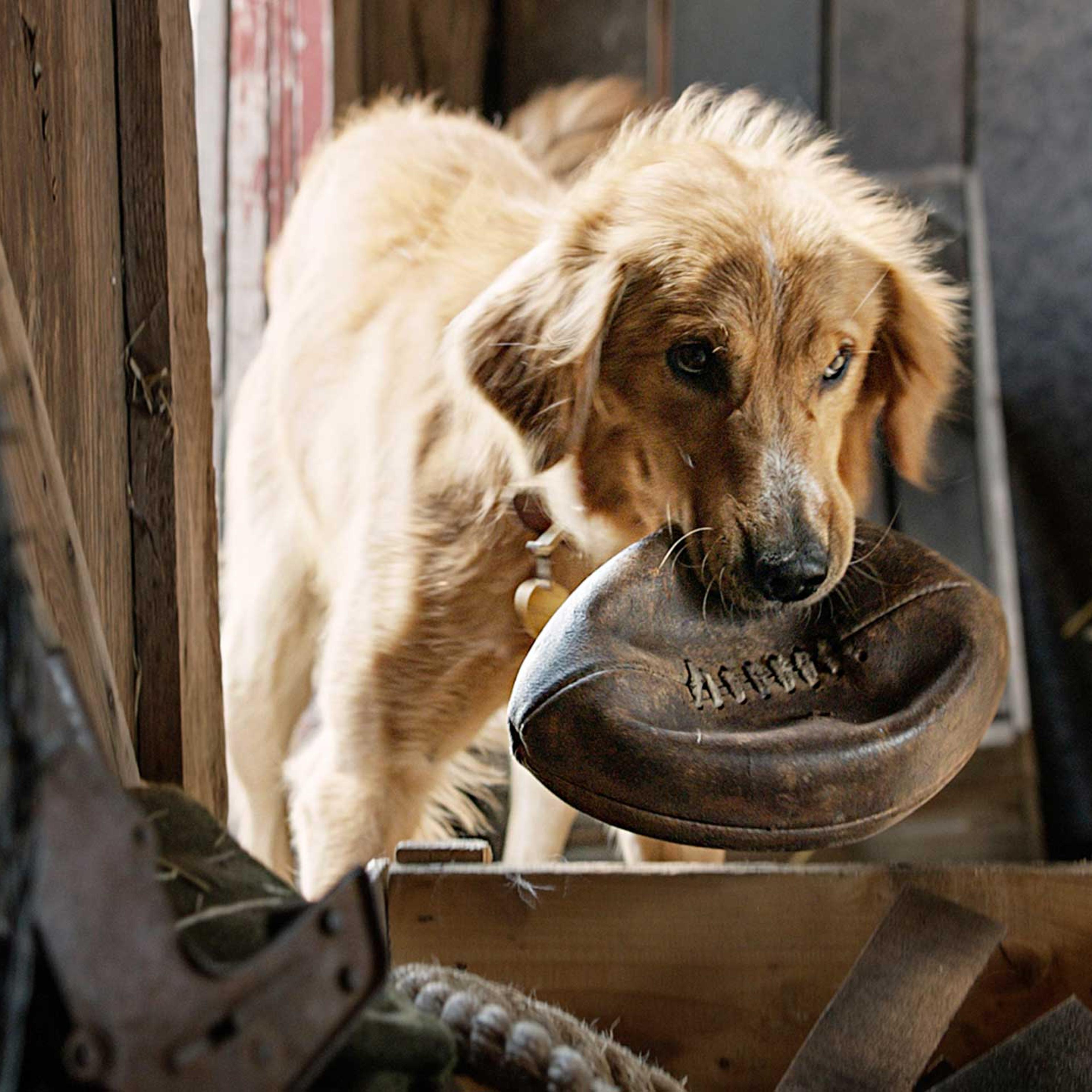 a-dogs-purpose-universal-pictures