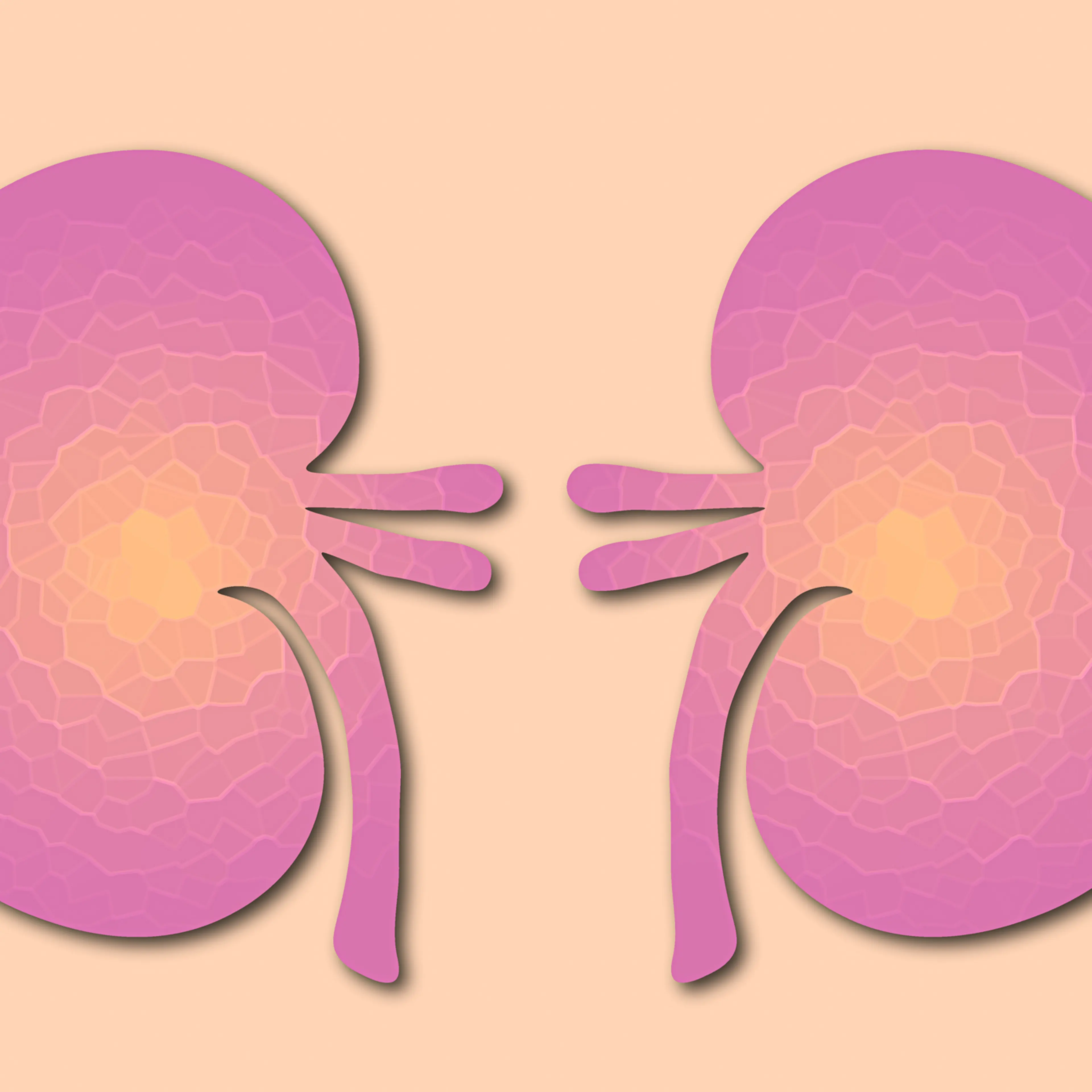 Human kidneys,medical concept, flat illustration