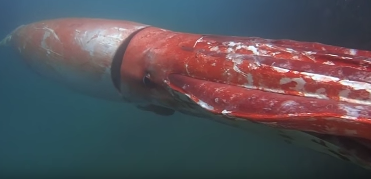 giant squid