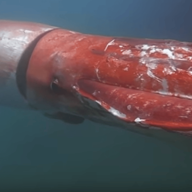 giant squid
