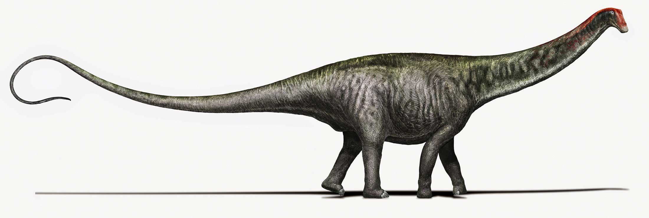An artist's rendering of a Brontosaurus as researchers see it today.