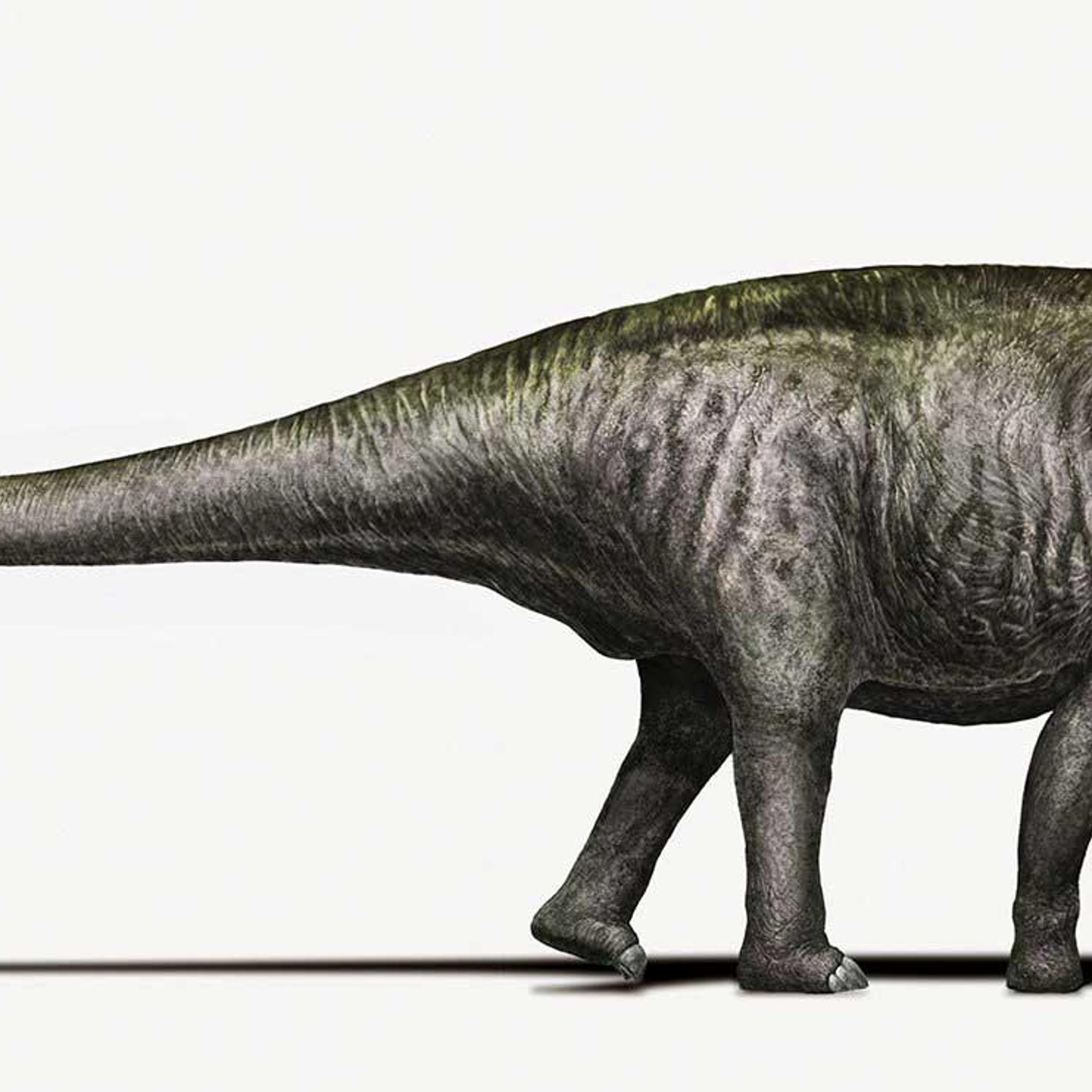 An artist's rendering of a Brontosaurus as researchers see it today.