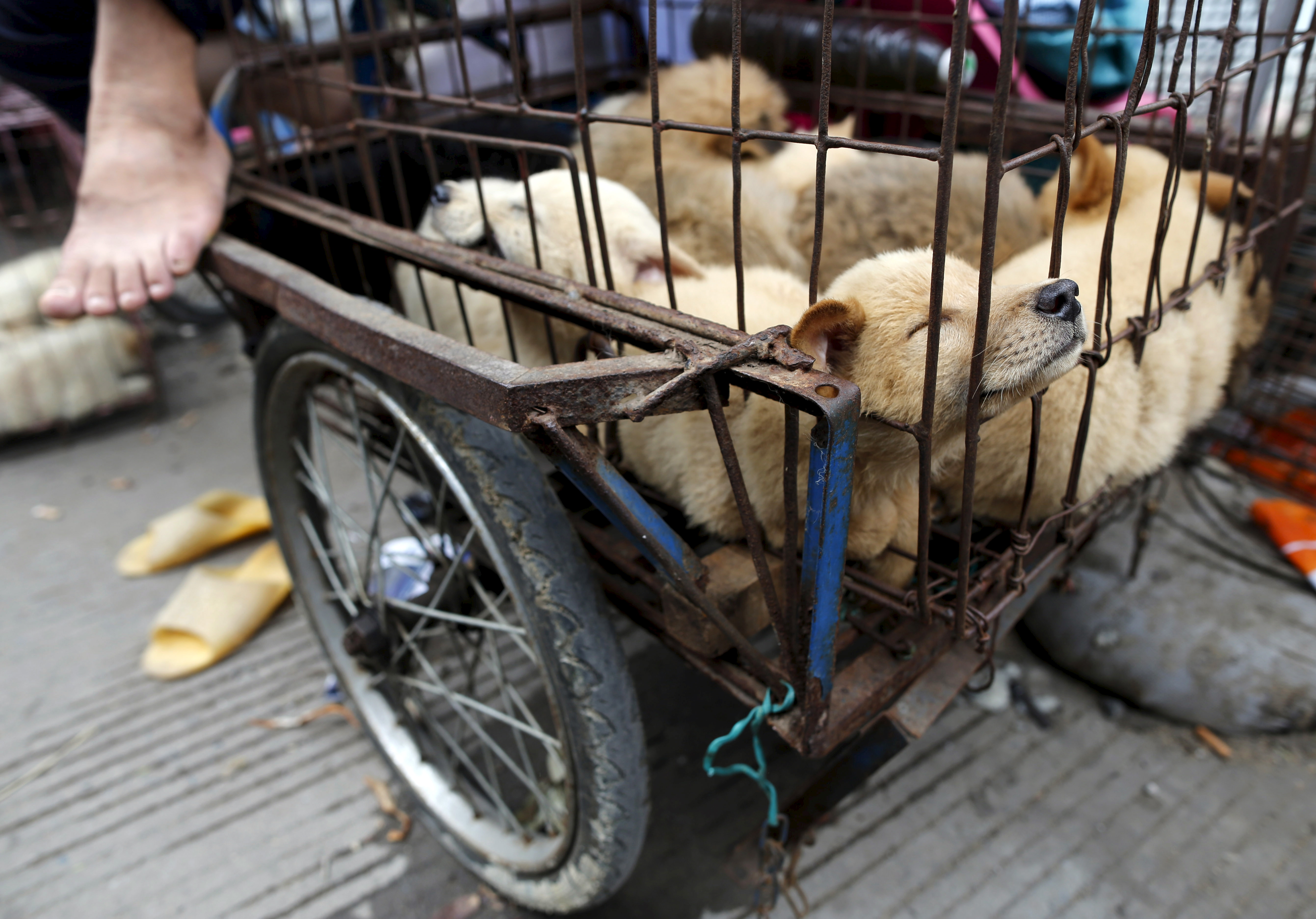 Dogs for sale are kept in a cage in Dashichang dog market on the day of local dog meat festival in Yulin