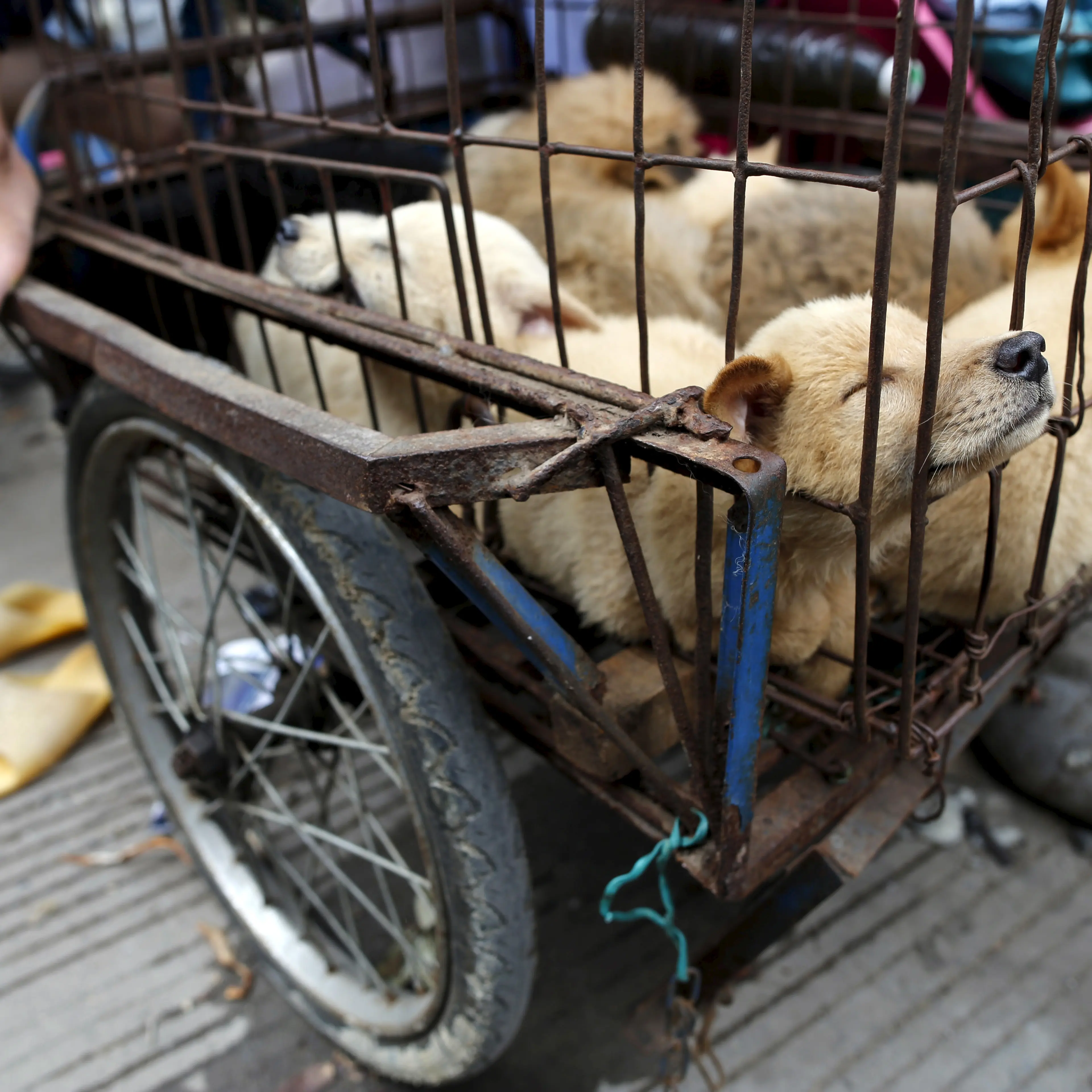 Dogs for sale are kept in a cage in Dashichang dog market on the day of local dog meat festival in Yulin