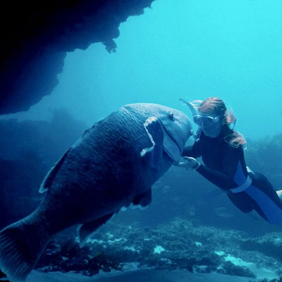 blueback