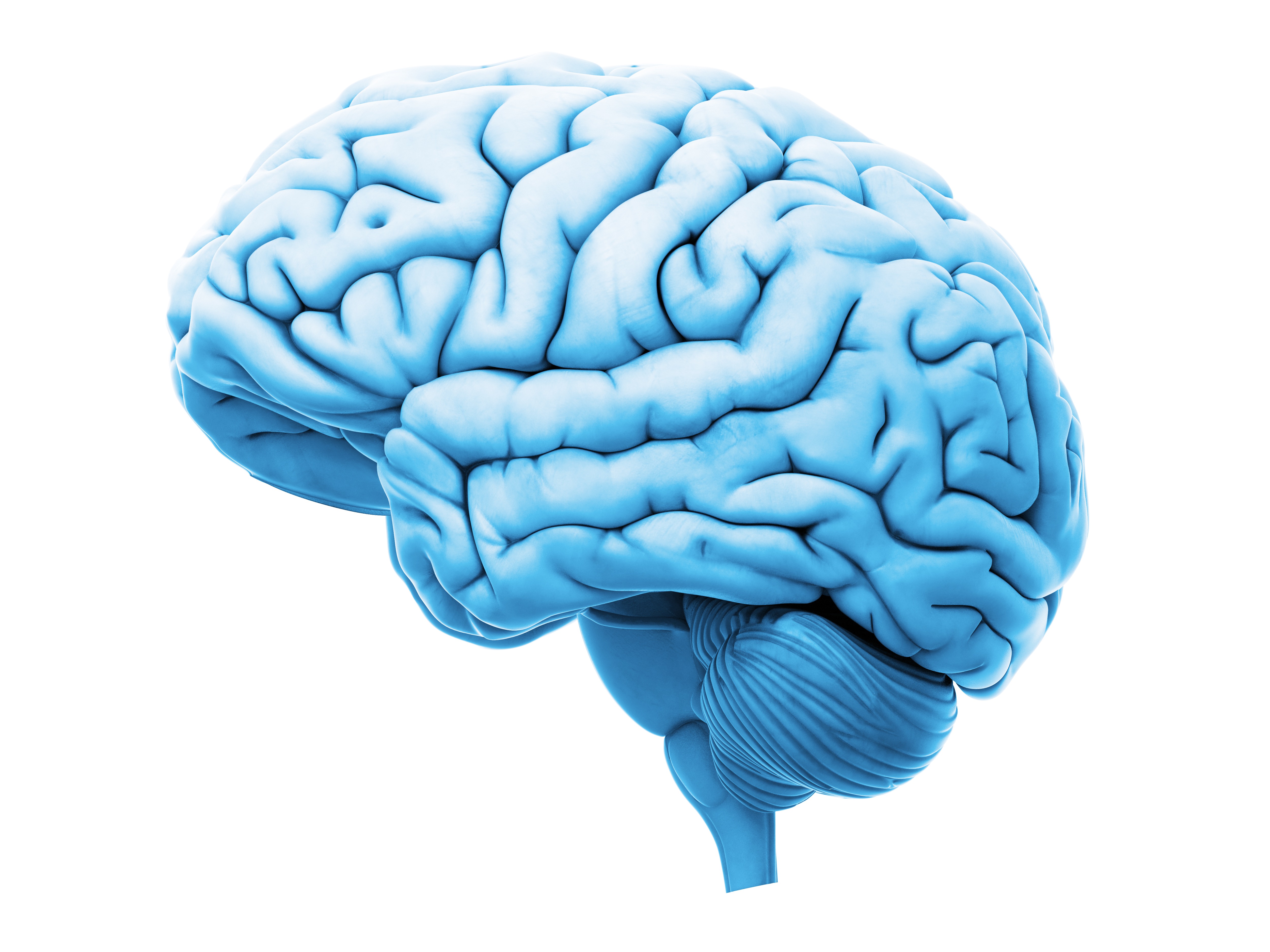 Human brain, illustration