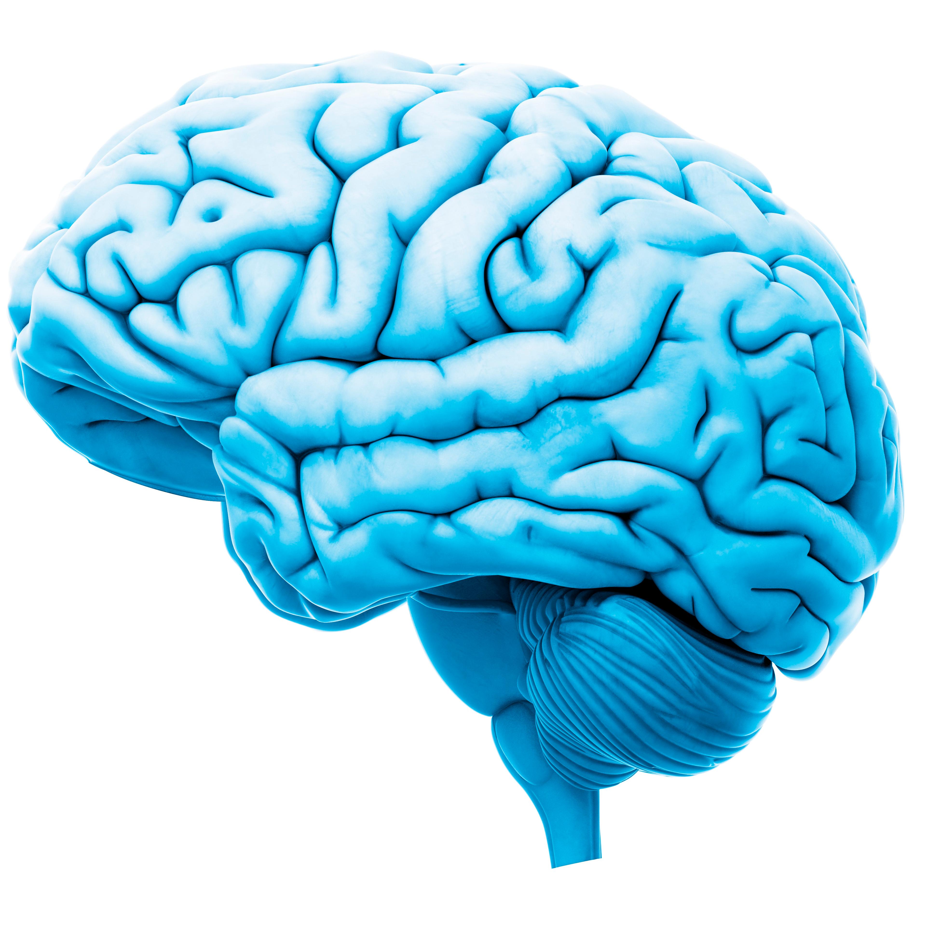 Human brain, illustration