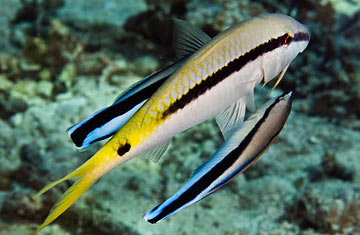 How Fish (Yes, Fish) Punish One Another
