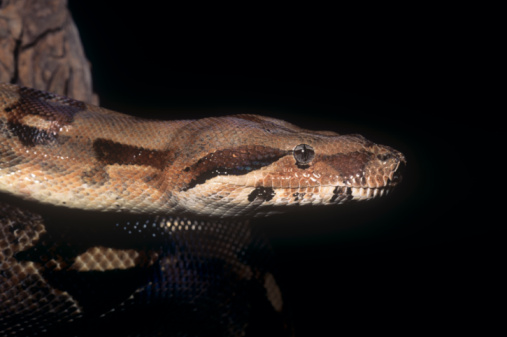 Boa Constrictor