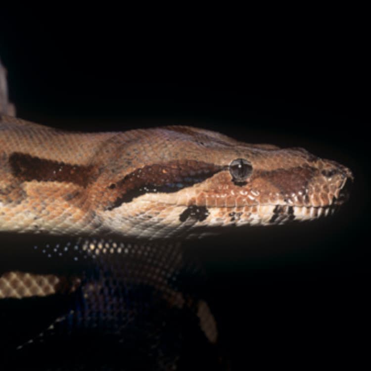 Boa Constrictor