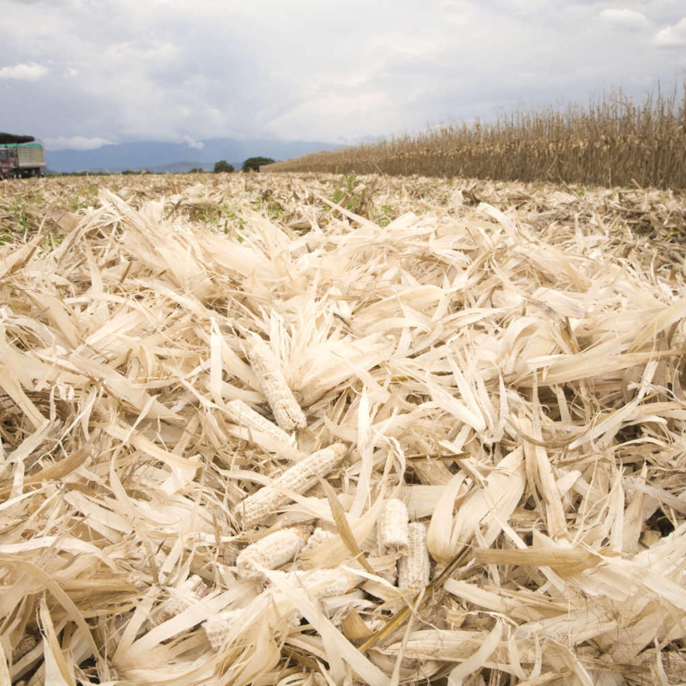 Corn waste used for biofuels