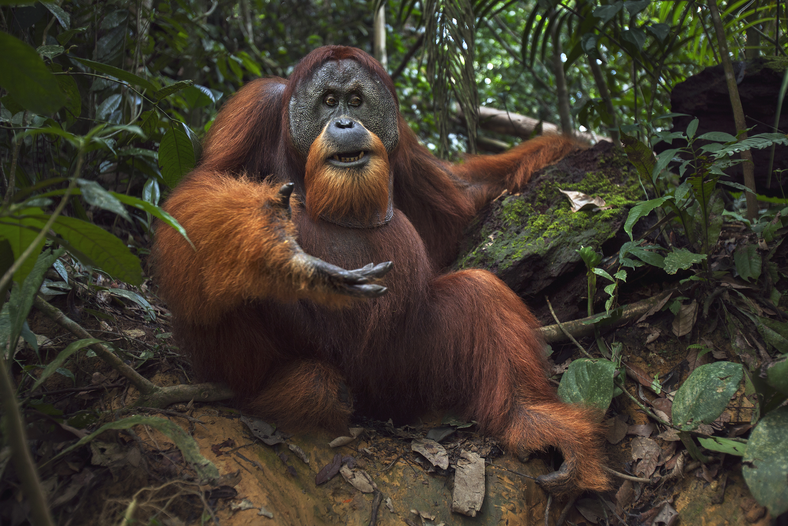 Sumatran Orangutan (Pongo abelii) twenty-six year old male, named Halik, reaching out, Gunung Leuser National Park, Sumatra, Indonesia