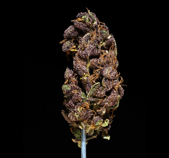 Black Poison