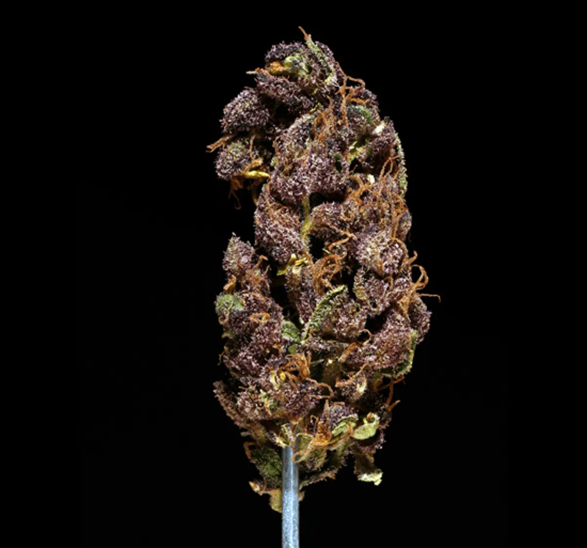 Black Poison