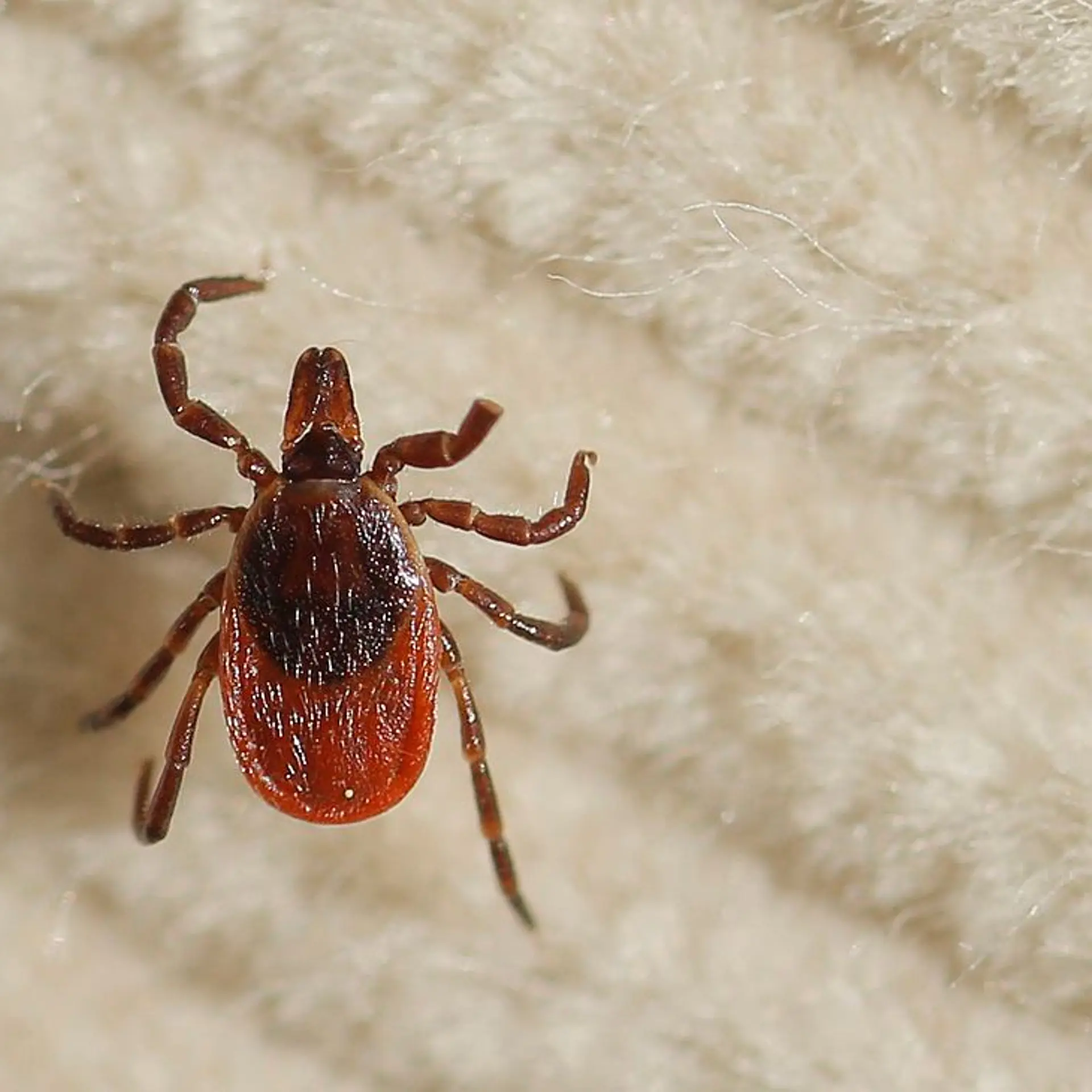A female deer tick walks on a corduroy 'flag' that was swiped over underbrush.(Photo by Gregory Rec/Portland Press Herald via Getty Images)