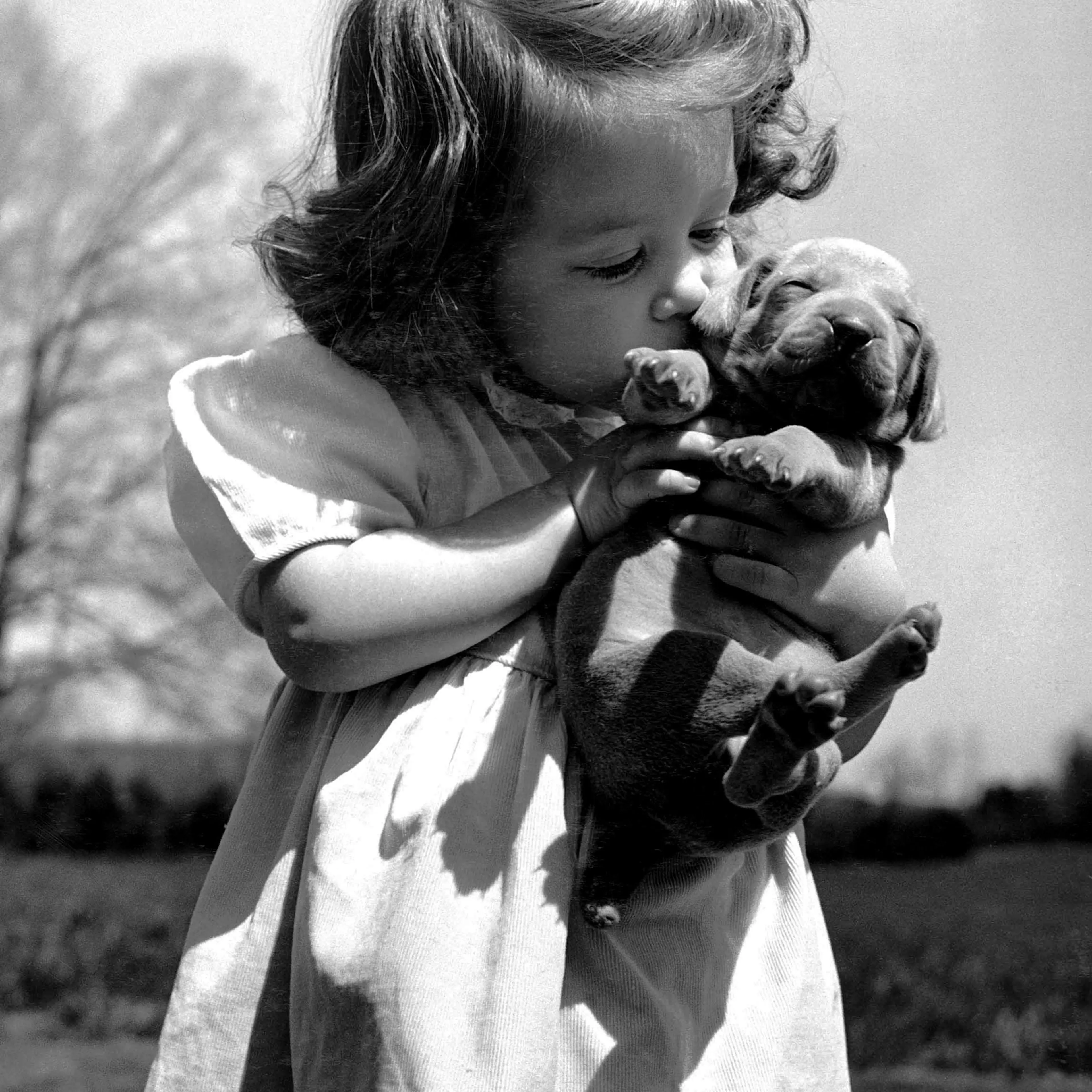 Photos of Weimaraner dogs from LIFE magaizne 1950