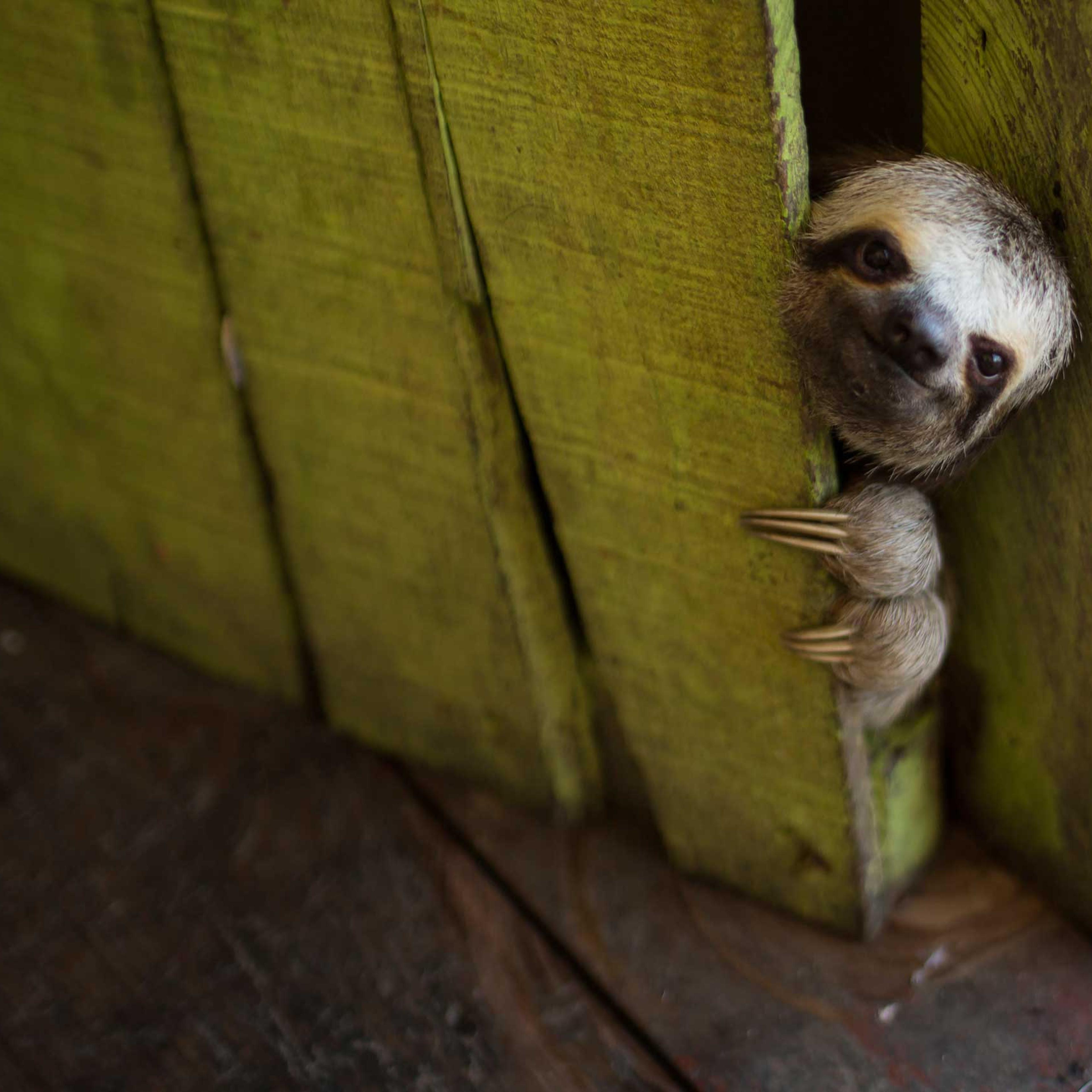 A baby sloth peeks out from behind a door on a floating house near Manaus, Brazil, May 20, 2014.