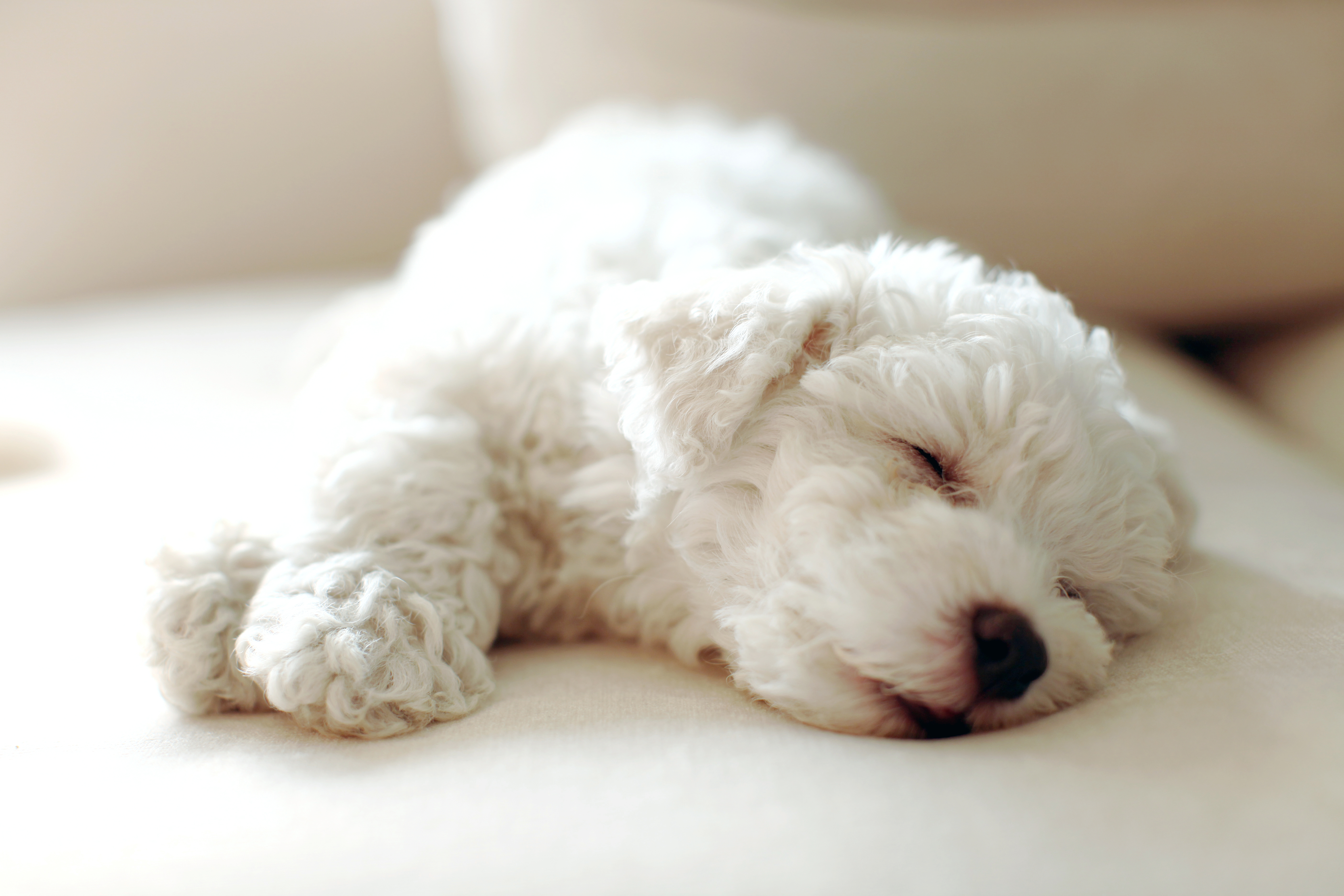 Bichon little dog sleeping of greed