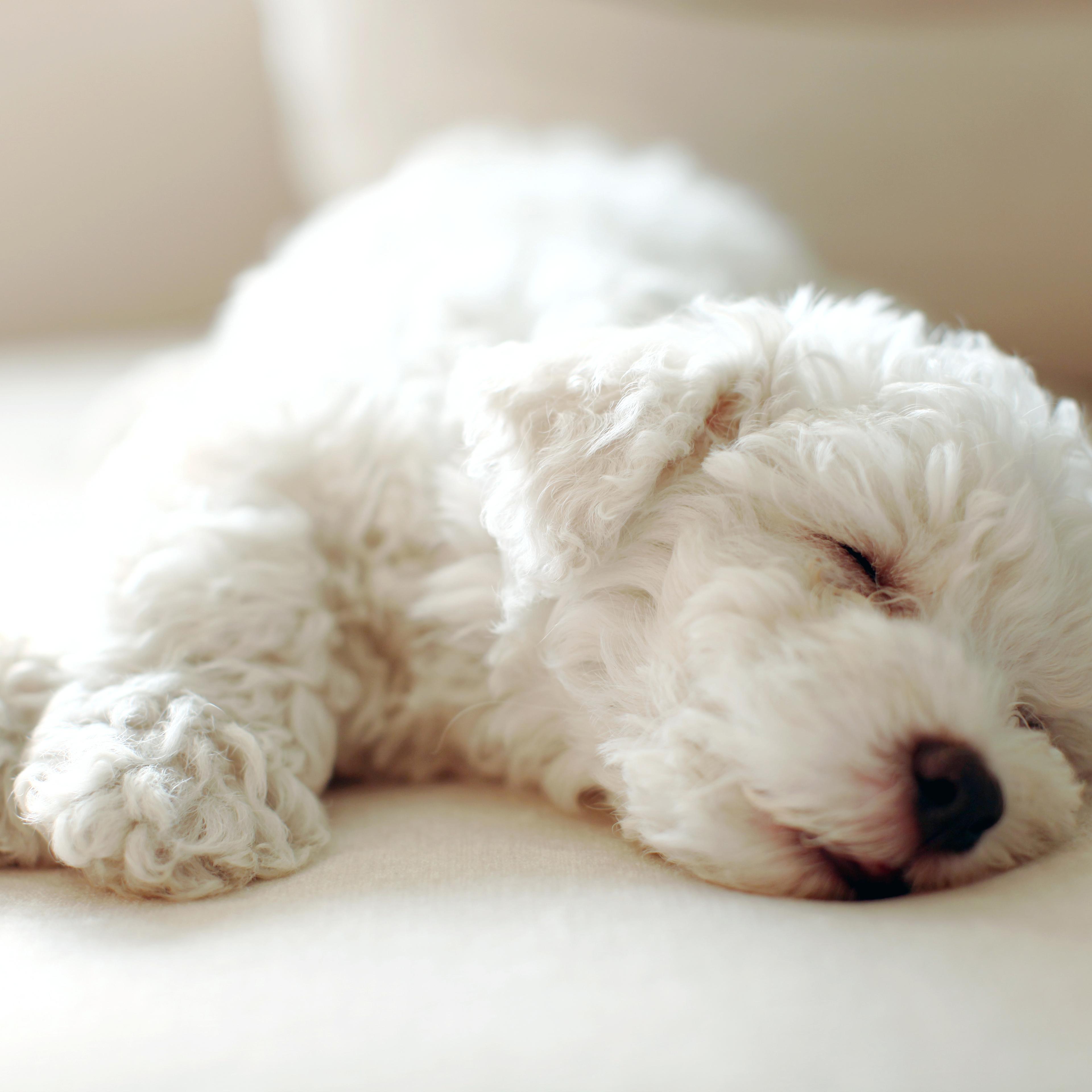 Bichon little dog sleeping of greed