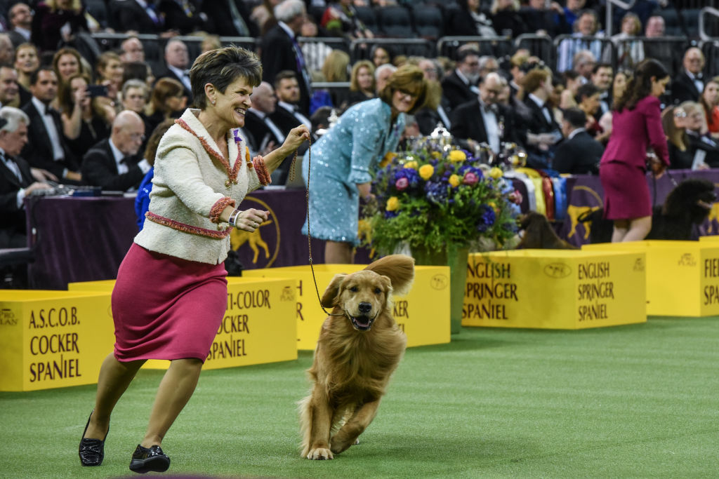 Siba the Standard Poodle Wins the 2020 Westminster Dog Show