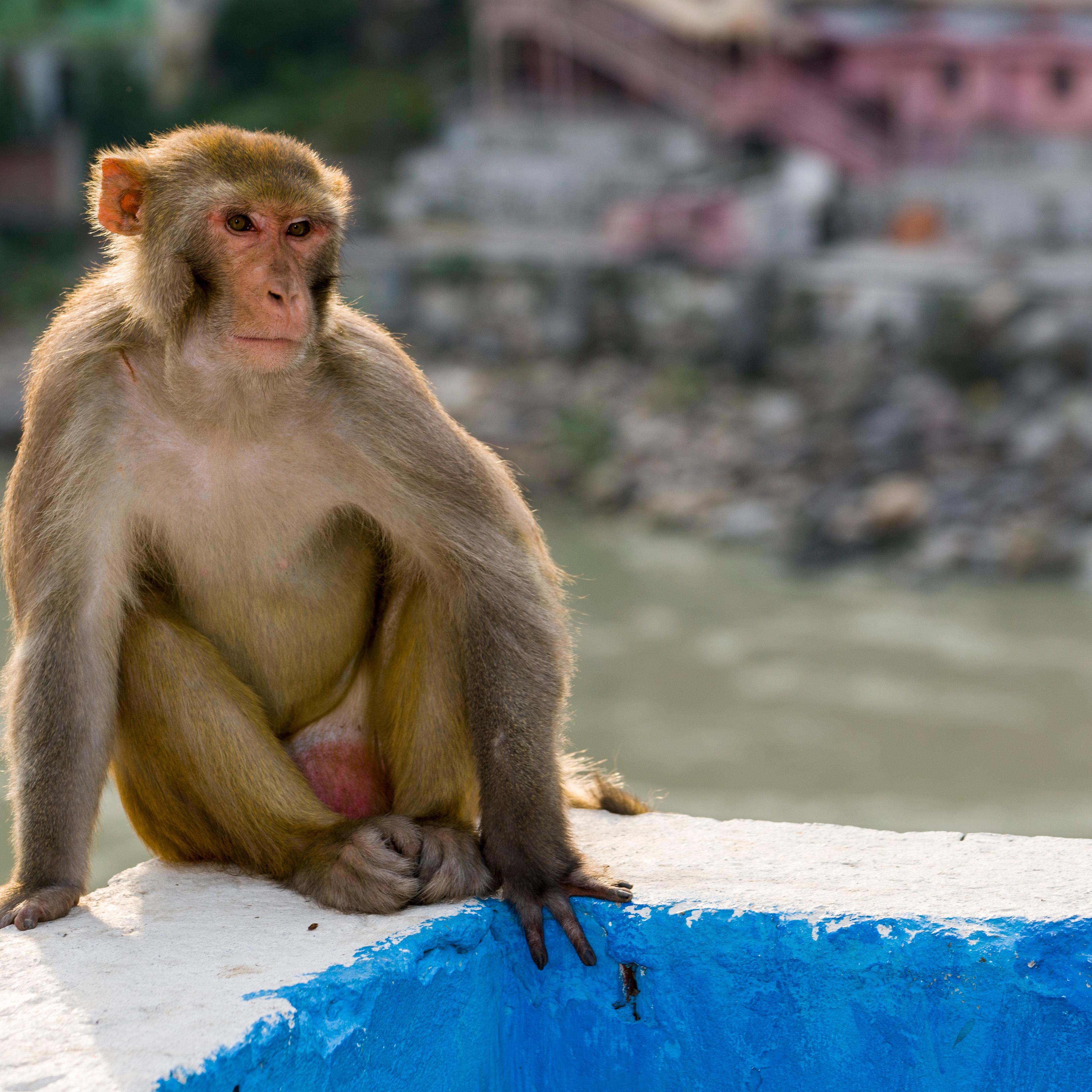 A rhesus monkey ( Macaca mulatta ) is sitting on a wall high