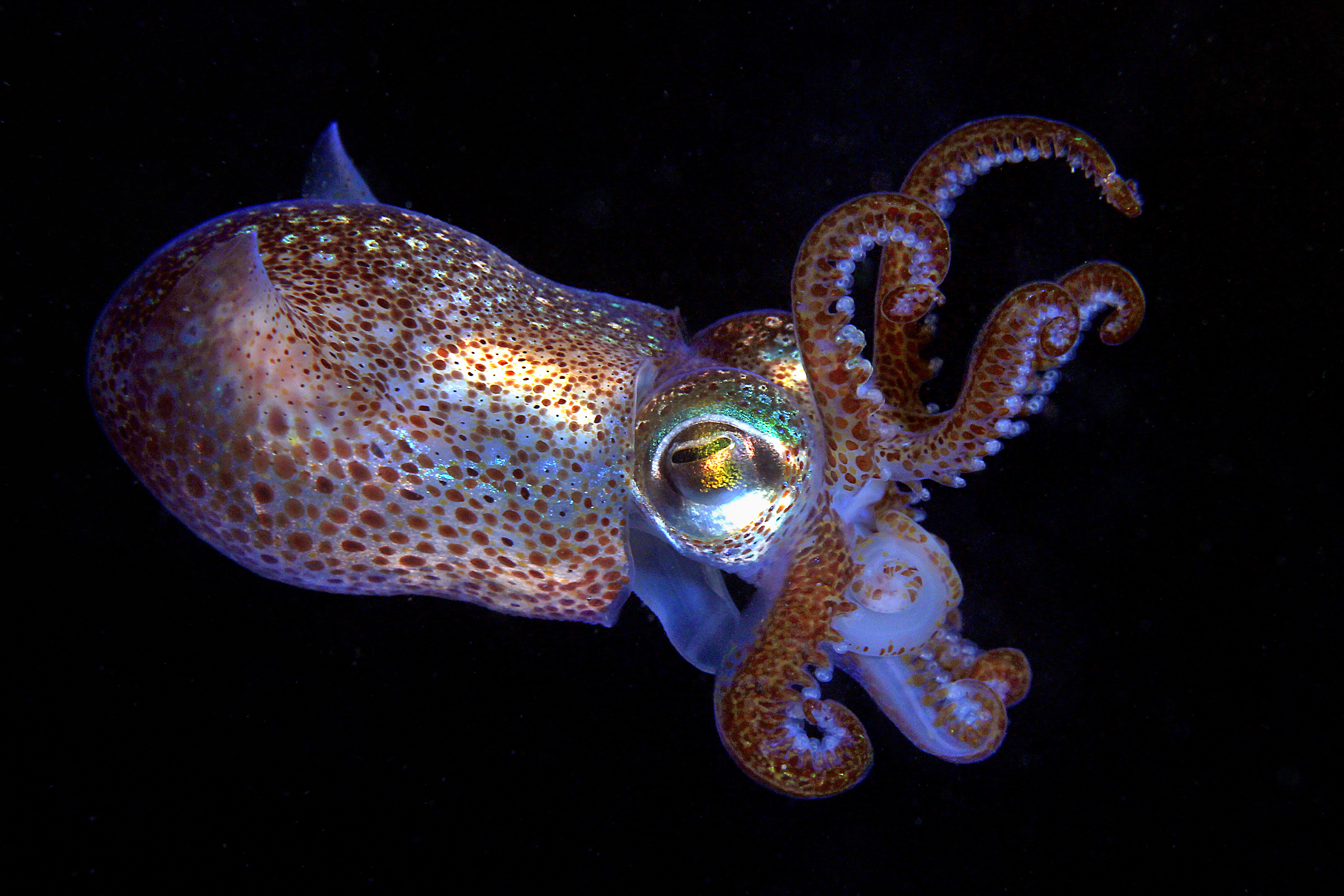 The bobtail squid, one of the species that calls the new Northeast Canyons and Seamounts Marine National Monument home  
