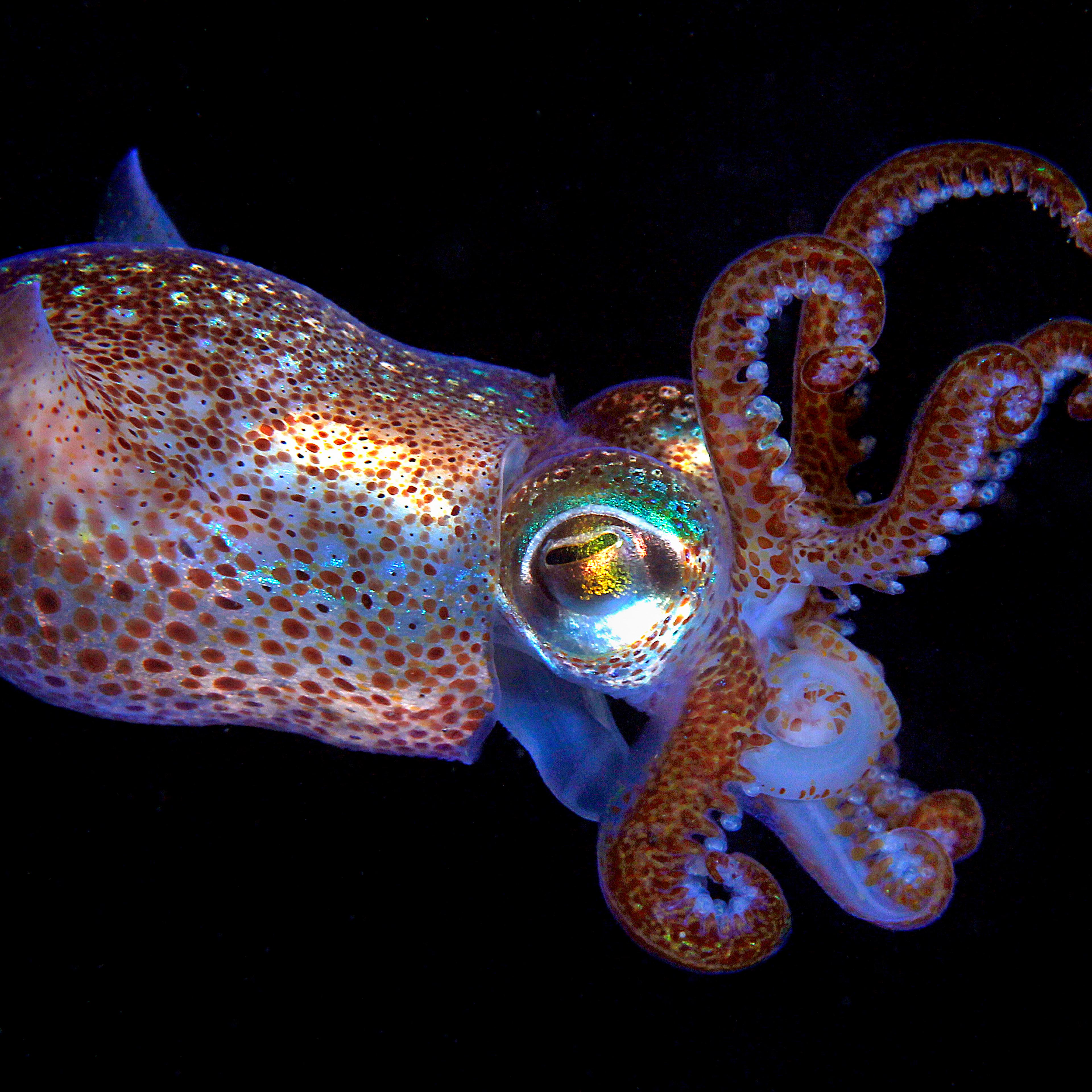 The bobtail squid, one of the species that calls the new Northeast Canyons and Seamounts Marine National Monument home