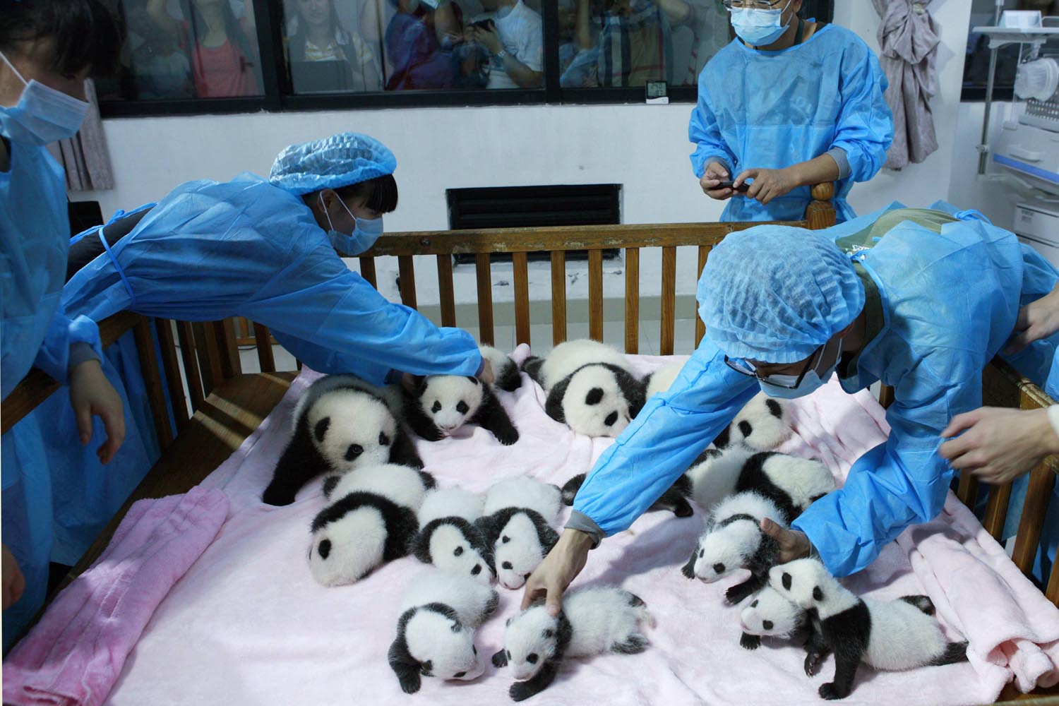 Breeders take care of giant panda cubs inside a crib at Chengdu Research Base of Giant Panda Breeding in Chengdu