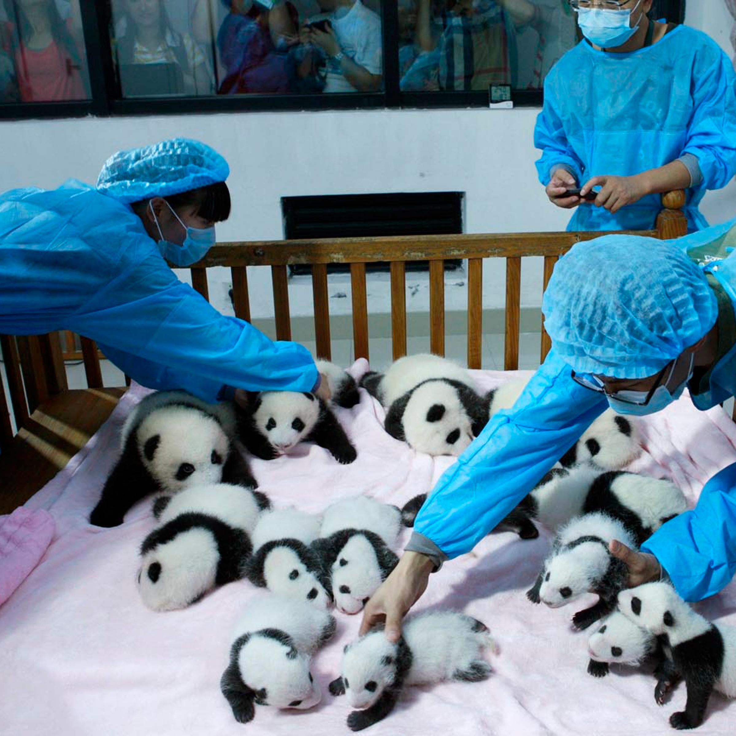 Breeders take care of giant panda cubs inside a crib at Chengdu Research Base of Giant Panda Breeding in Chengdu