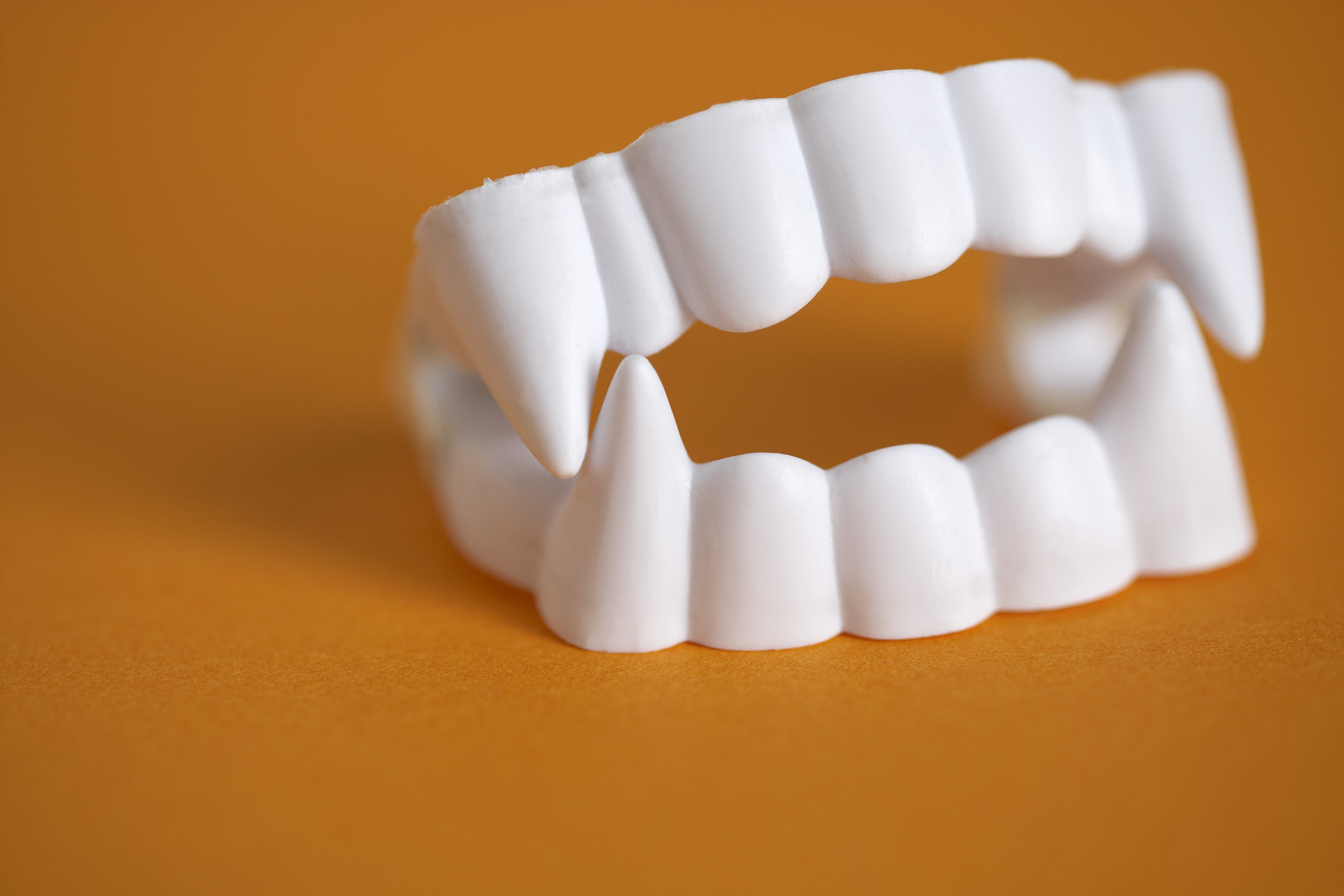 Plastic vampire teeth, close-up