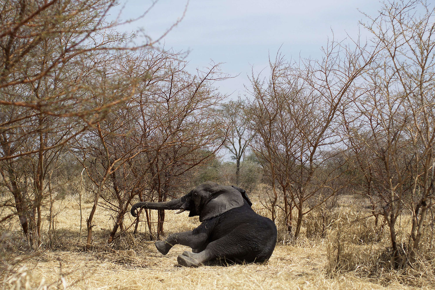 A collared elephant, darted at the Zakouma National Park on Feb. 23, 2014 during a collaring operation aimed at preserving elephants in the park, gets up after the effect of the drug has evaporated. Once sedated the elephant is fitted with a radio collar