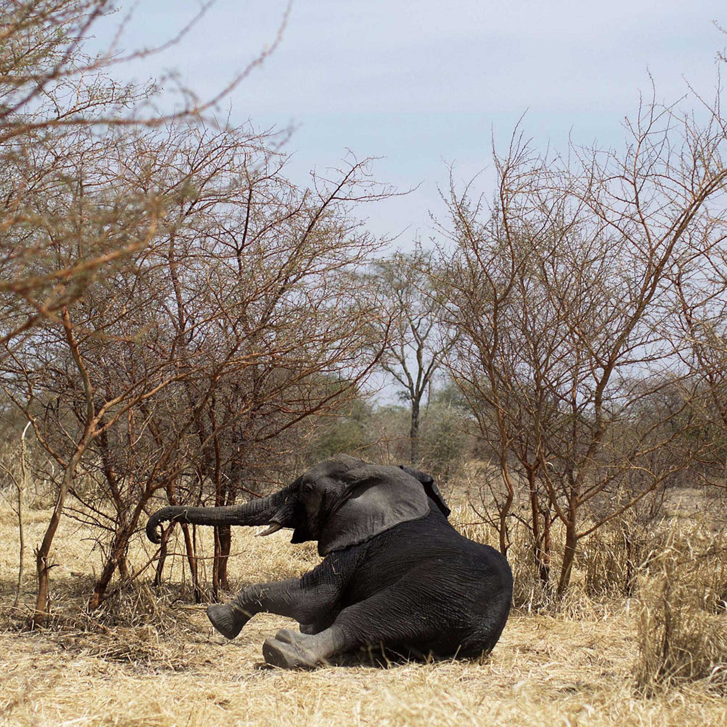 A collared elephant, darted at the Zakouma National Park on Feb. 23, 2014 during a collaring operation aimed at preserving elephants in the park, gets up after the effect of the drug has evaporated. Once sedated the elephant is fitted with a radio collar