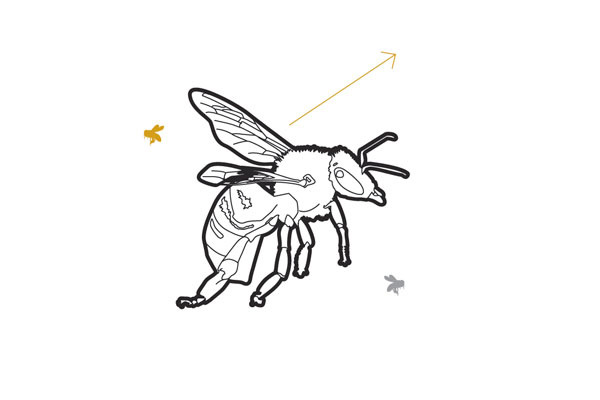 Nine Bee-Inspired Sayings Explained