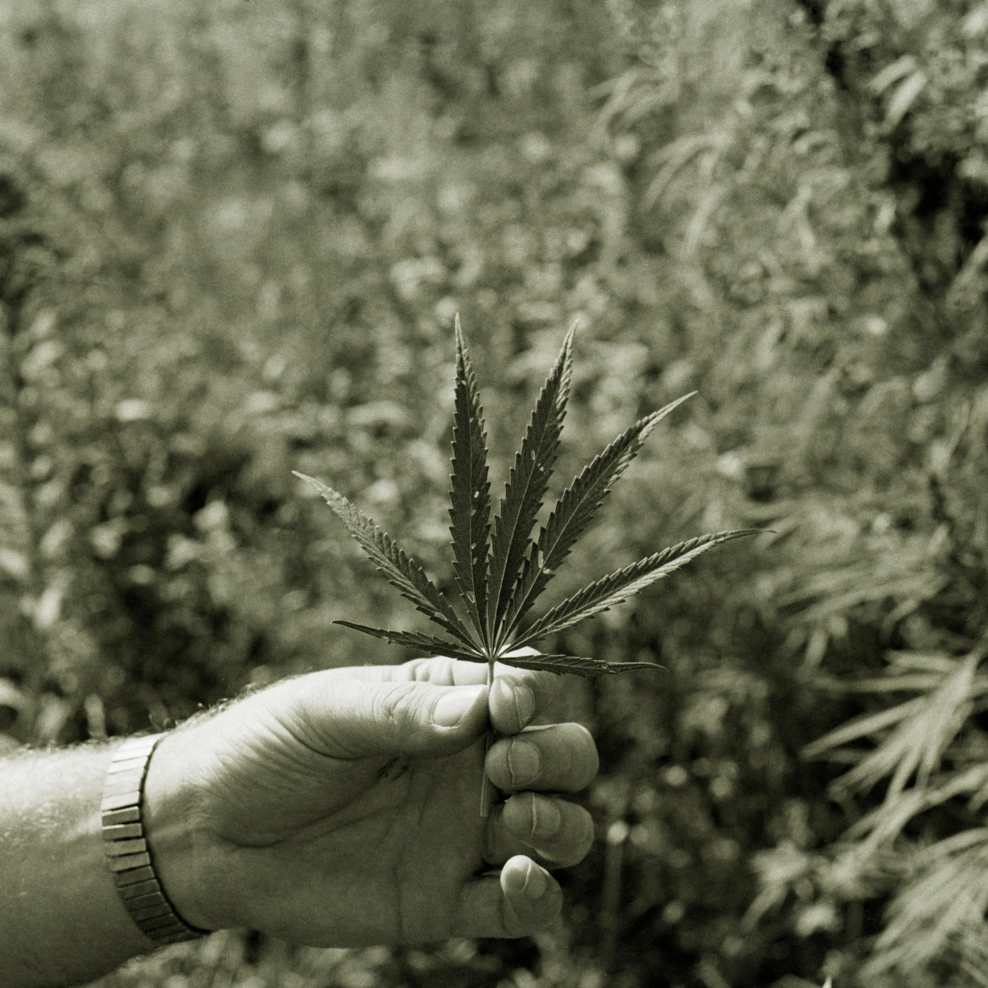 Holding Marijuana Leaf