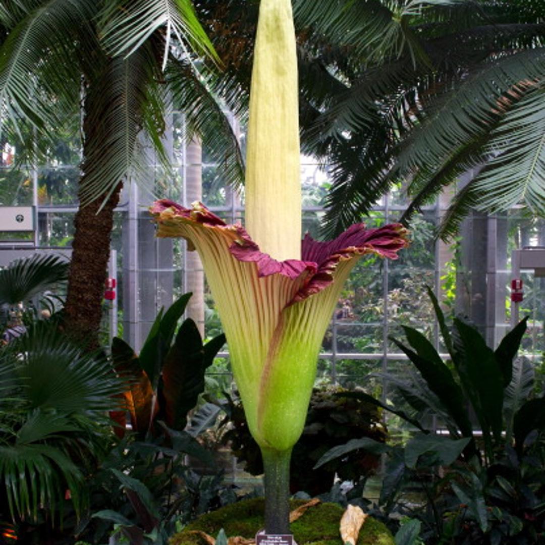 The Titan Arum plant (Amorphophallus titanum), also known as the corpse flower or stinky plant, is seen in full bloom at the United States Botanic Garden Conservatory in Washington on July 22, 2013.