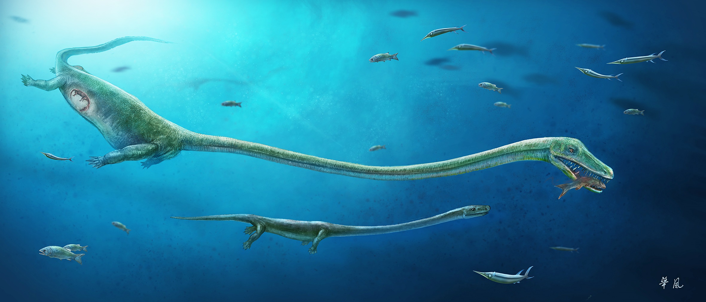 An artist's rendition of a pregnant dinocephalosaurus biting a fish