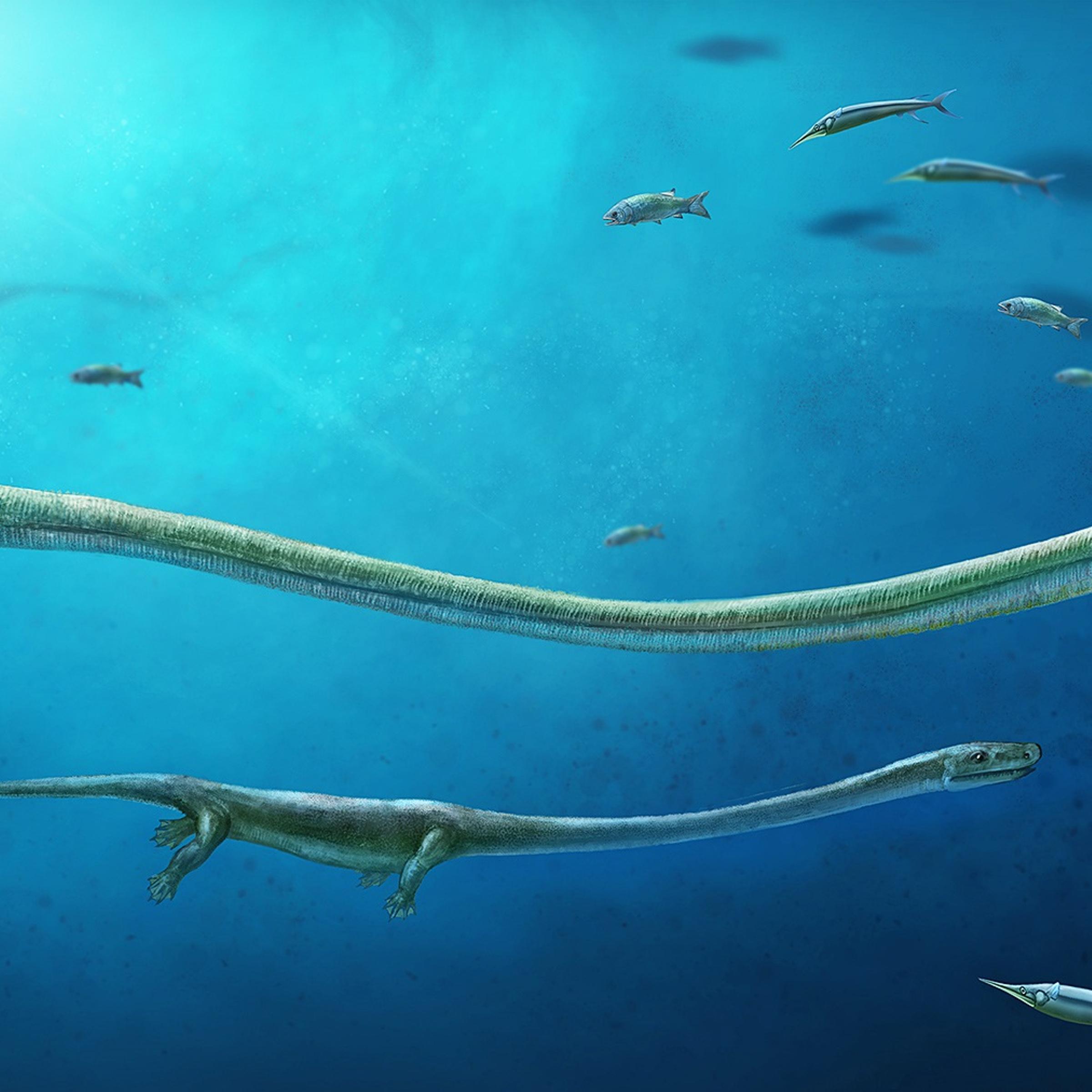 An artist's rendition of a pregnant dinocephalosaurus biting a fish