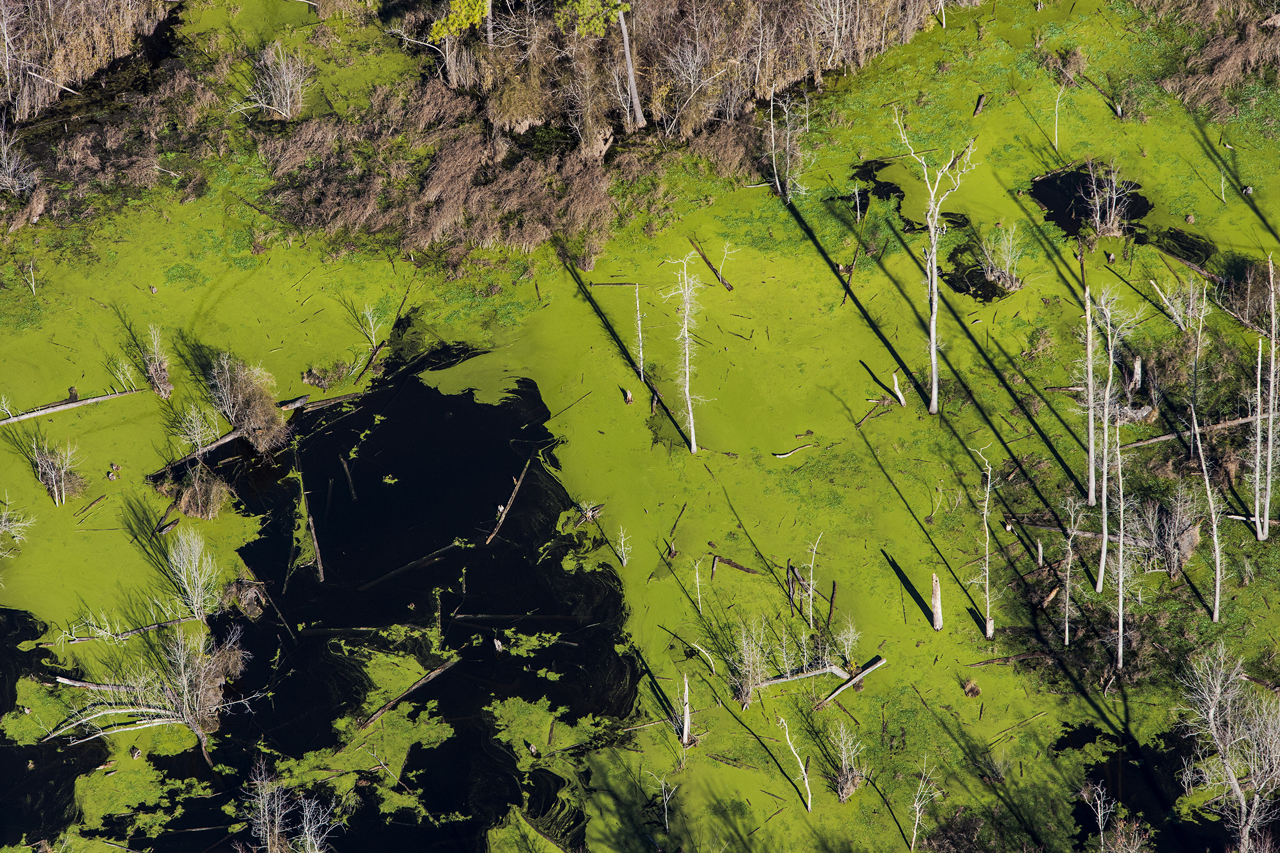 Warsaw, North CarolinaHog fecal waste is stored in lagoons until it can be sprayed onto fields for disposal. The eastern part of North Carolina is characterized by many estuary systems, so anything on a field runs off immediately into the adjacent wetlan