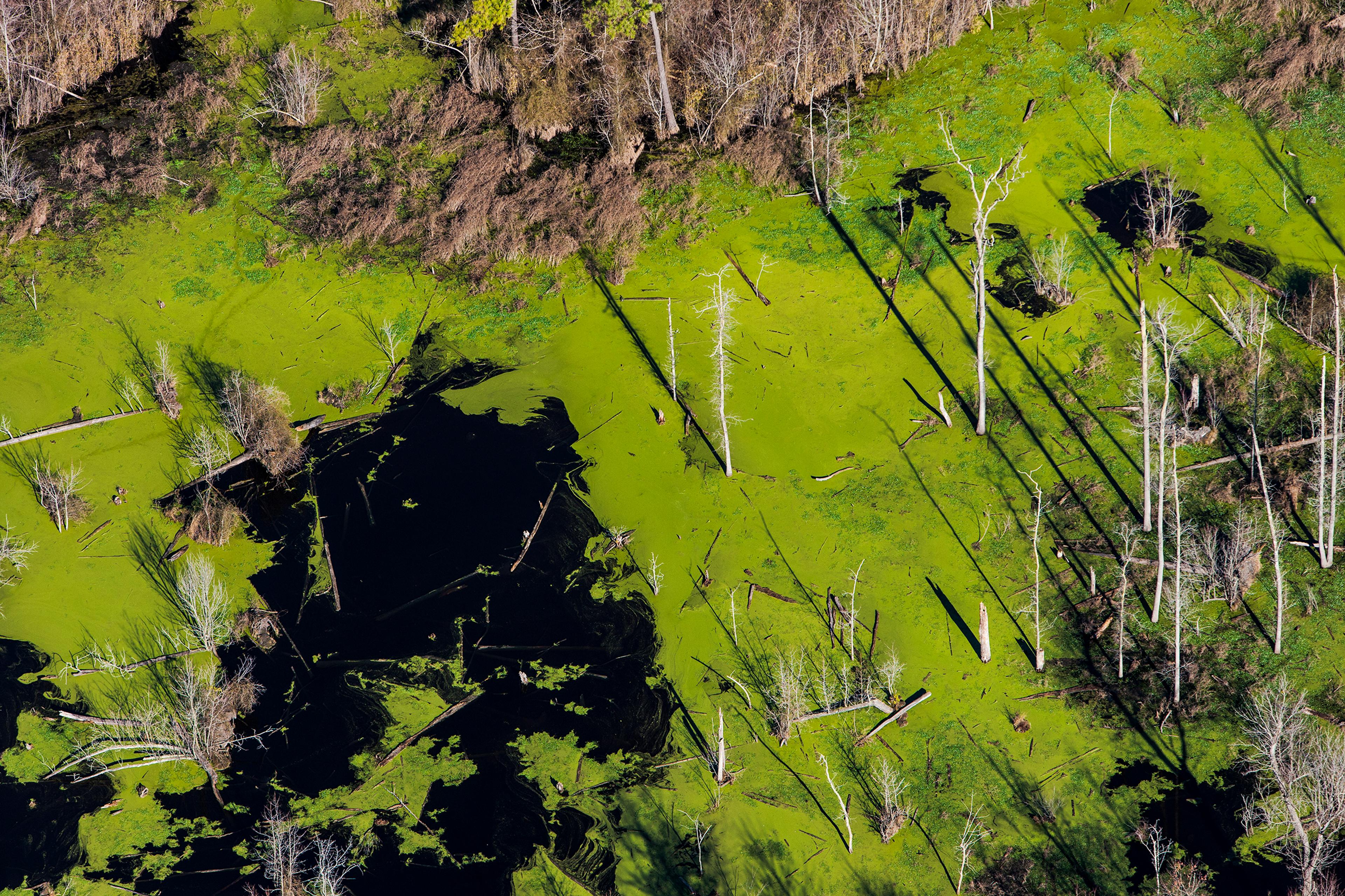 Warsaw, North CarolinaHog fecal waste is stored in lagoons until it can be sprayed onto fields for disposal. The eastern part of North Carolina is characterized by many estuary systems, so anything on a field runs off immediately into the adjacent wetlan