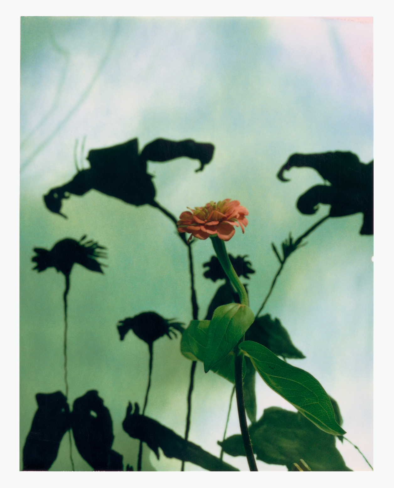 Untitled #8 (flower)