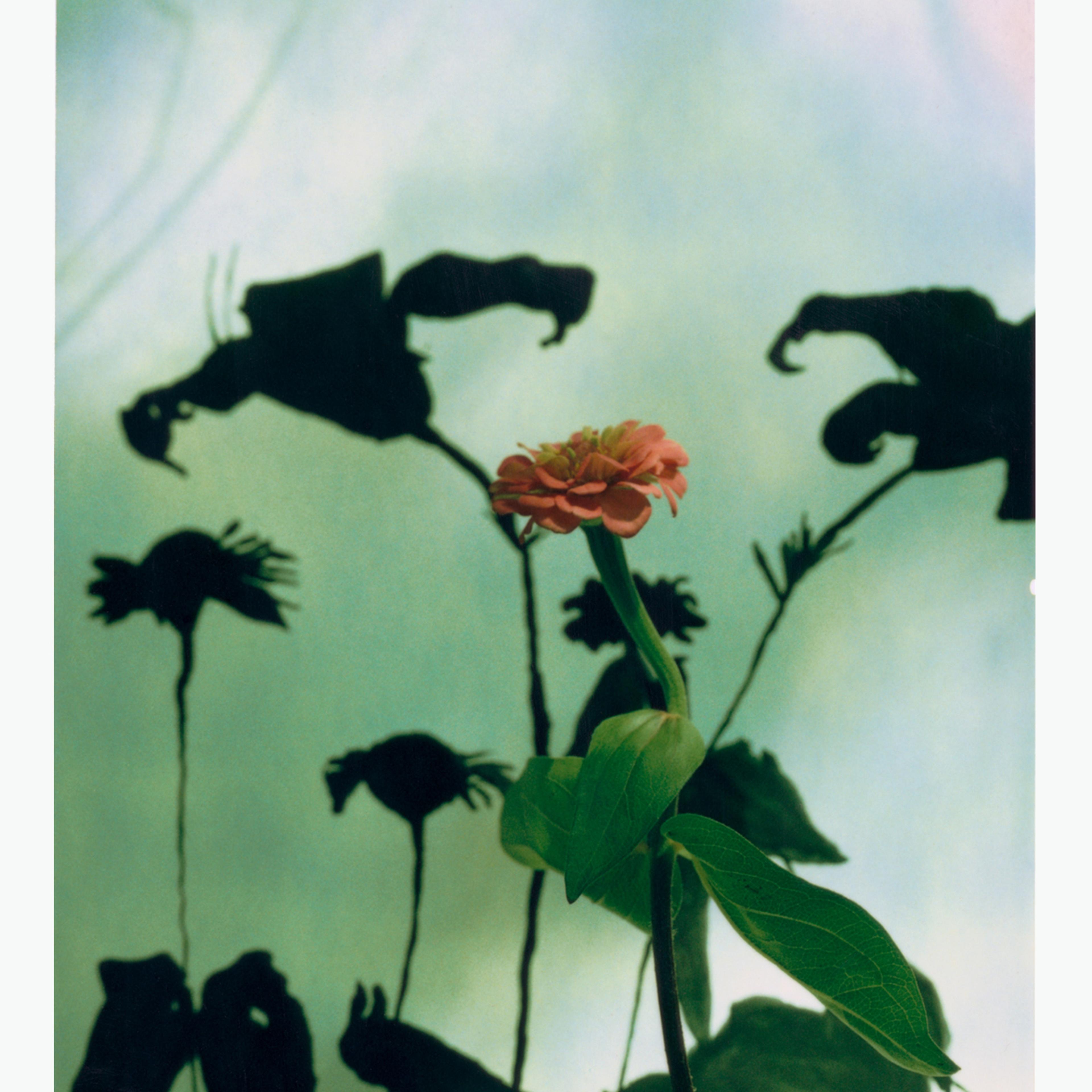 Untitled #8 (flower)