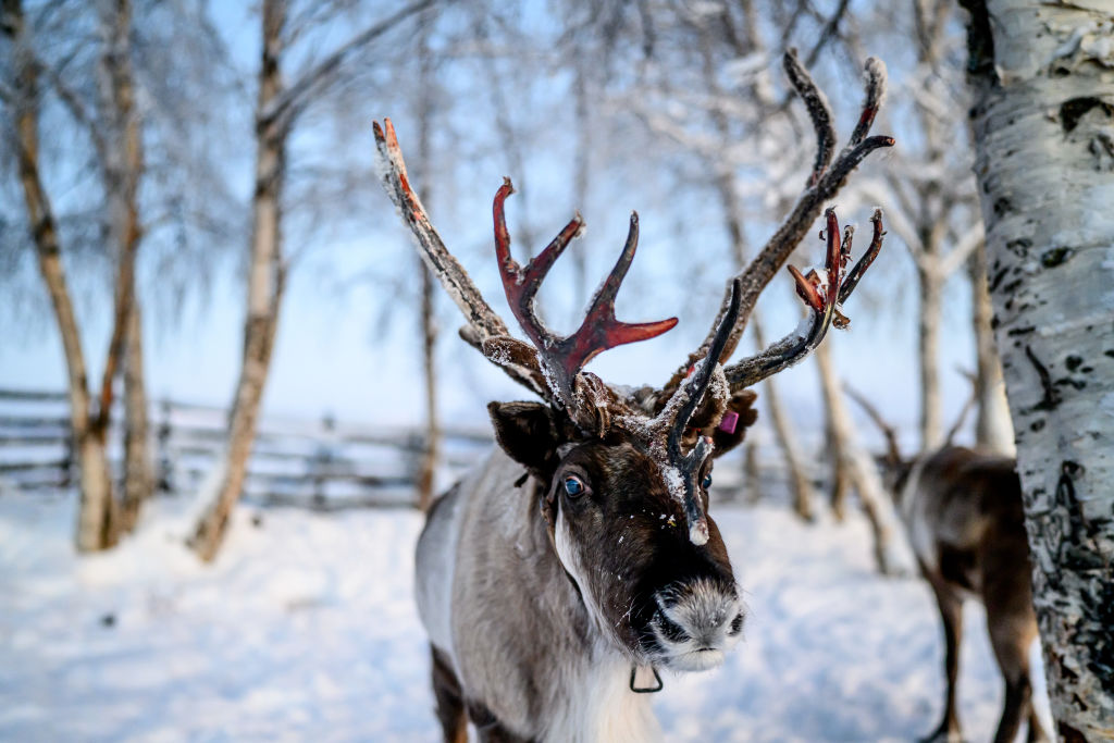 A reindeer in an enclosure owned by the indigenous Sámi peoples of northern Sweden near Icehotel 34 on Dec. 14, 2023 in Jukkasjarvi, Sweden.