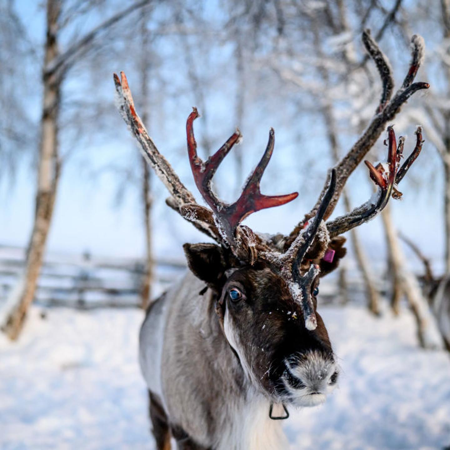 A reindeer in an enclosure owned by the indigenous Sámi peoples of northern Sweden near Icehotel 34 on Dec. 14, 2023 in Jukkasjarvi, Sweden.